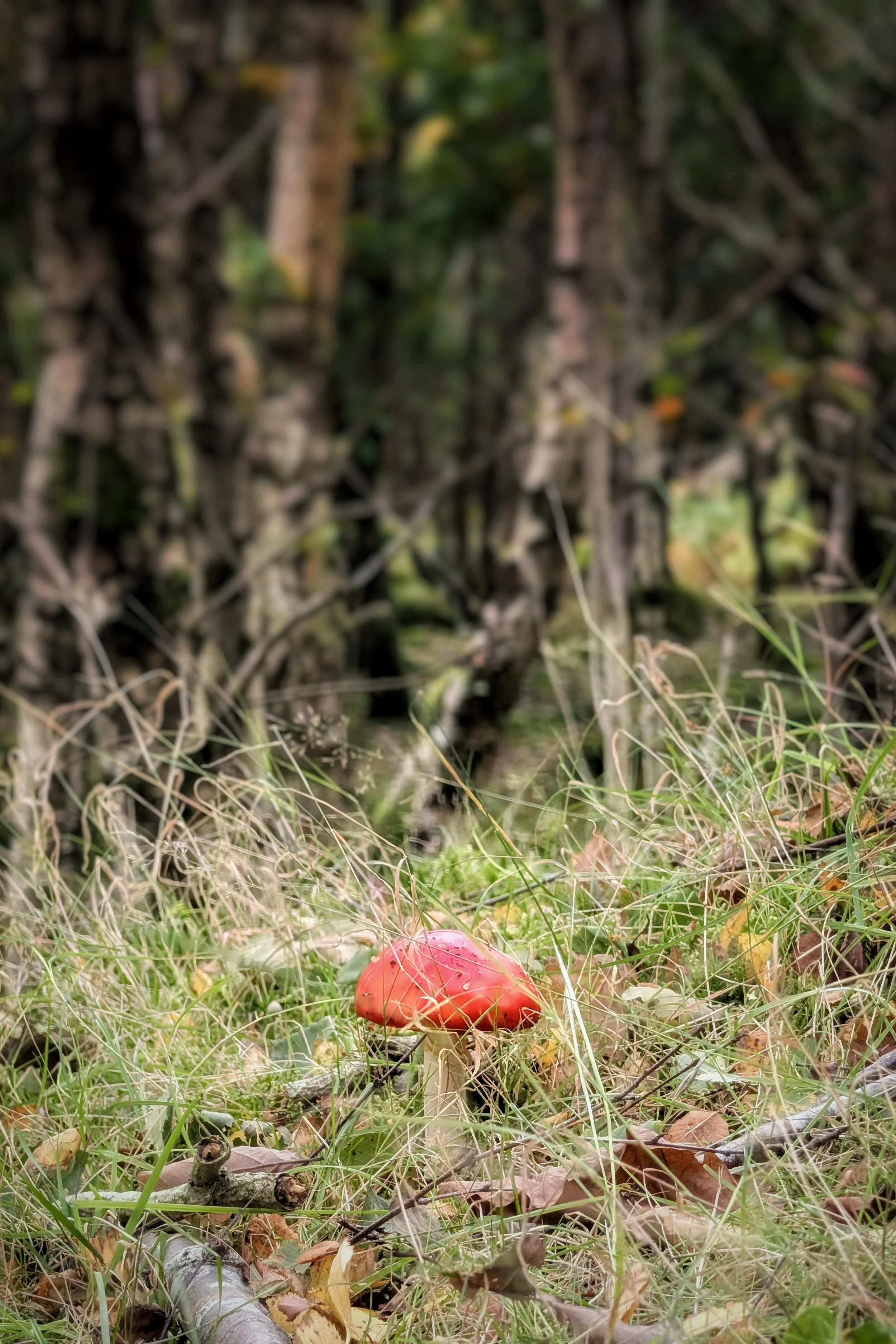Fly Agaric Fairytale