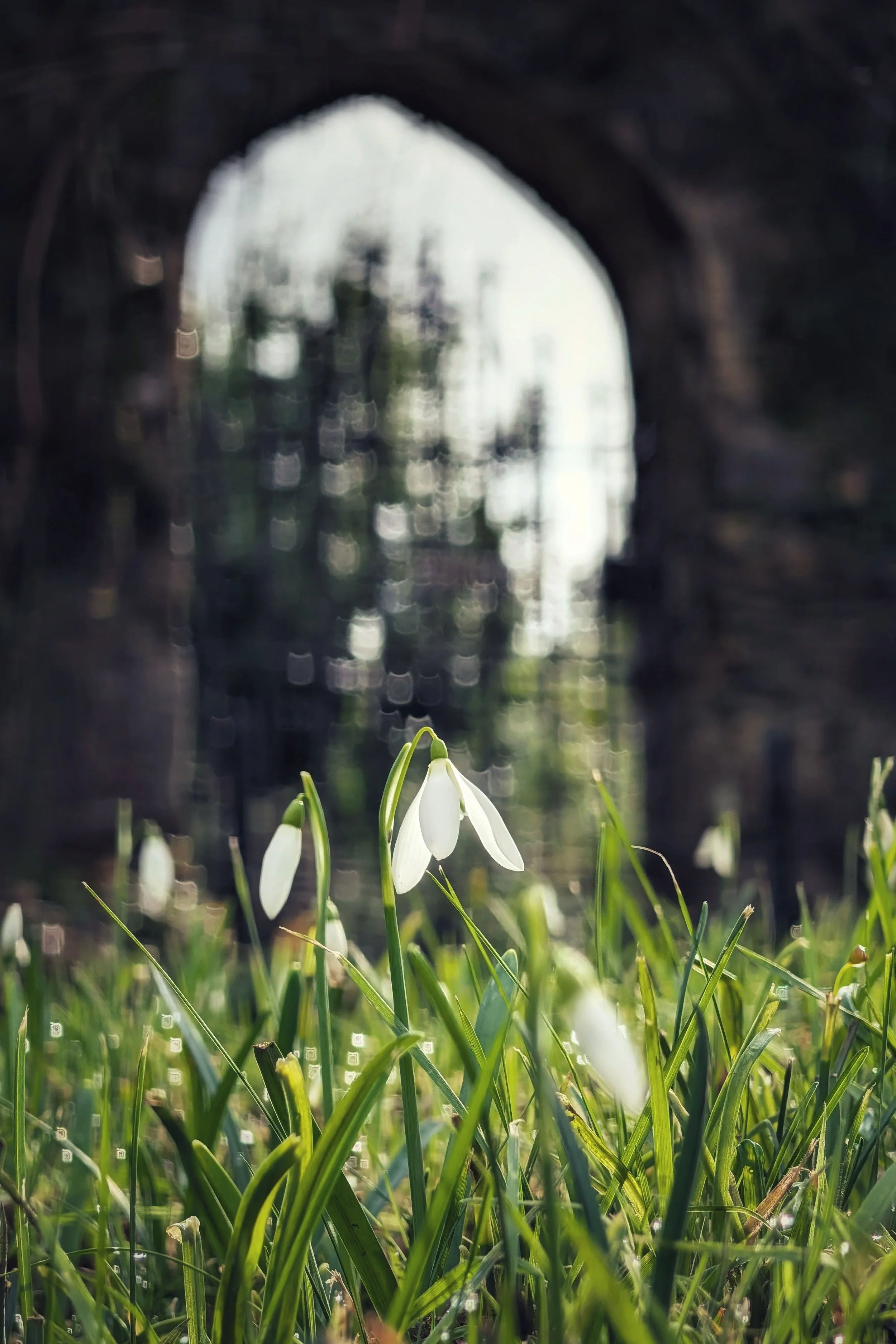 Spring Arrives at Mount Usher