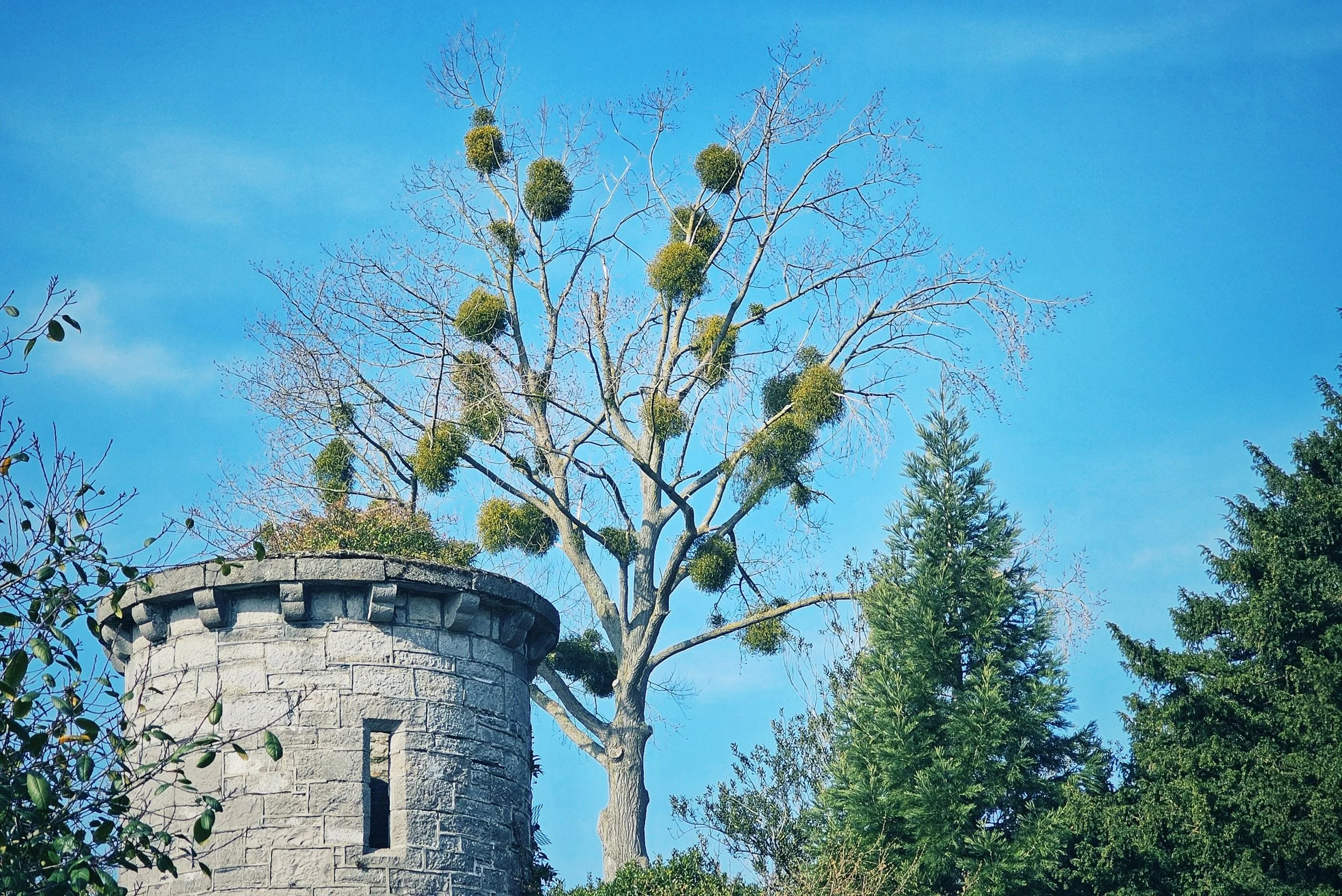 Tree’s Got a Mistletoe Problem