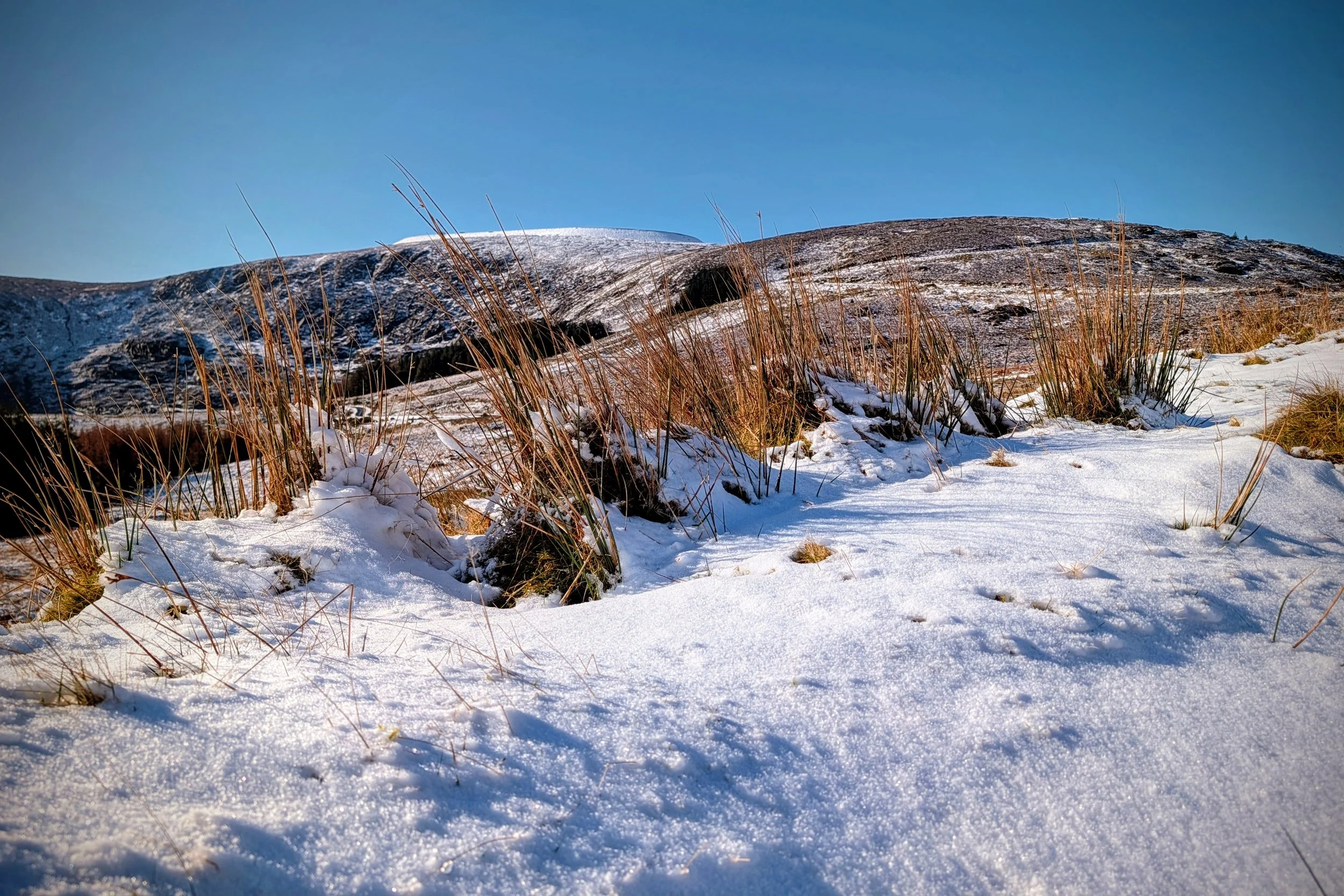 Golden Rushes, White Snow