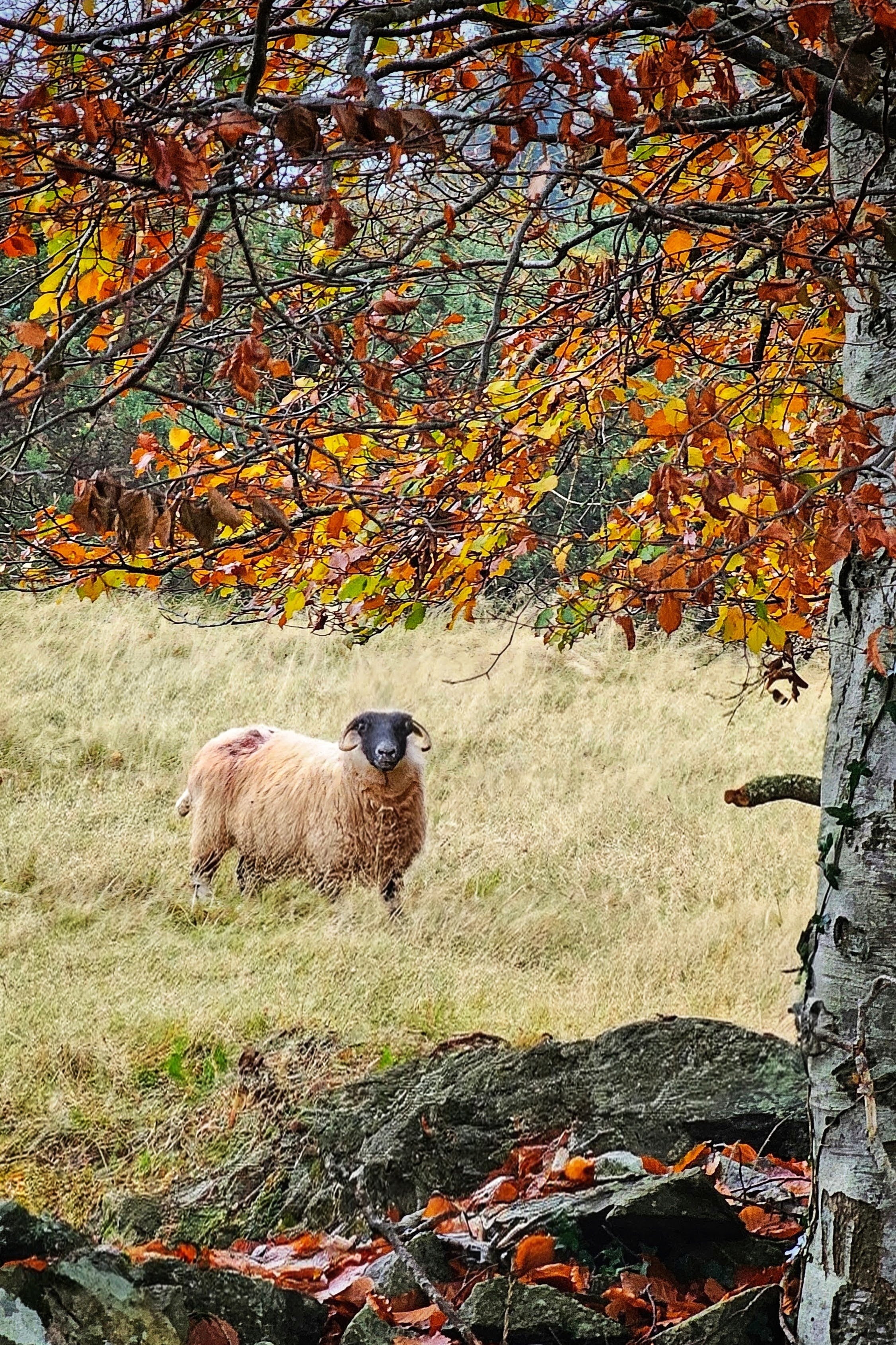 20241108_143504~4 (1).jpg