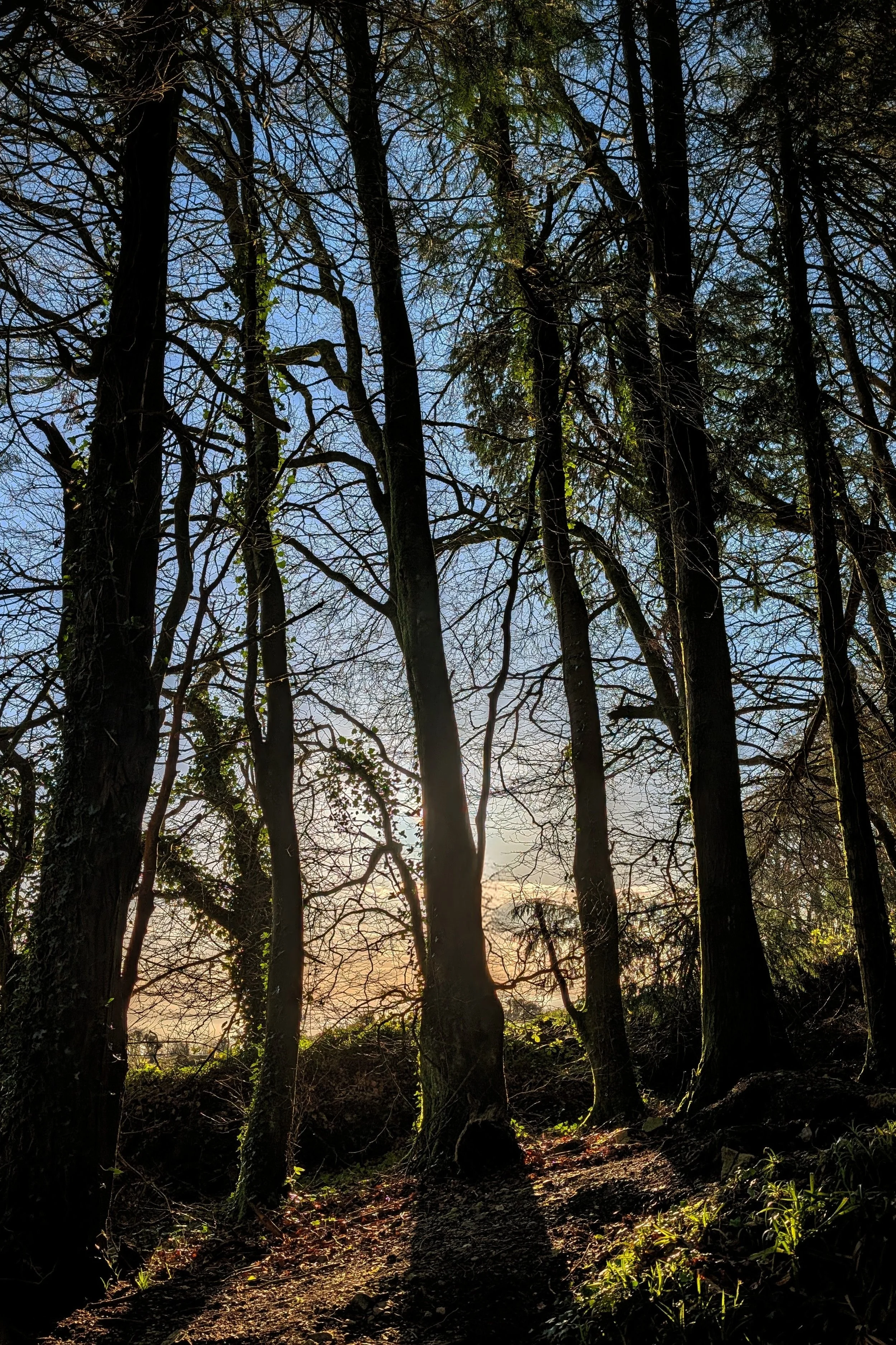 Tall Trunks, Long Shadows