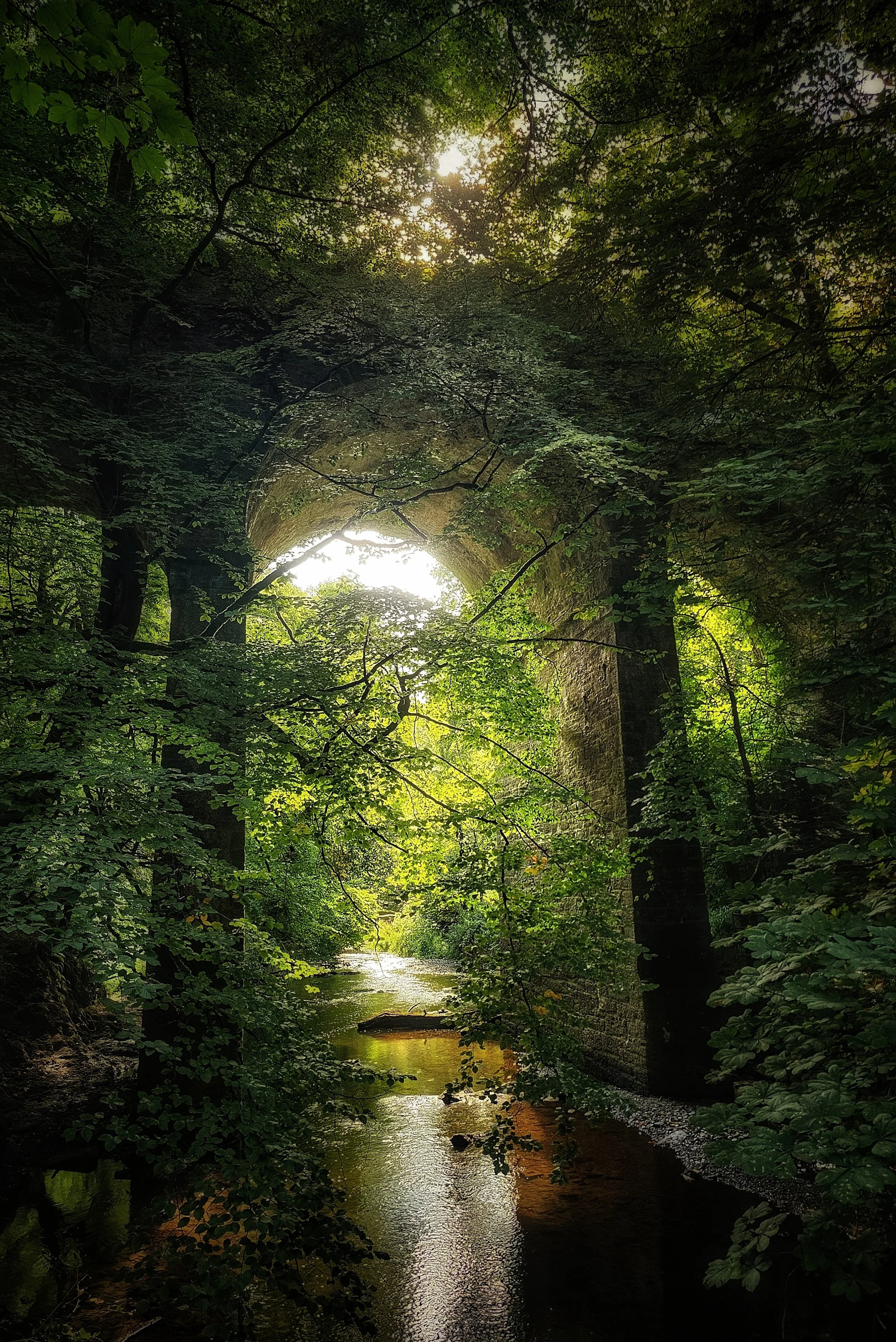 Courtown Woods, County Wexford