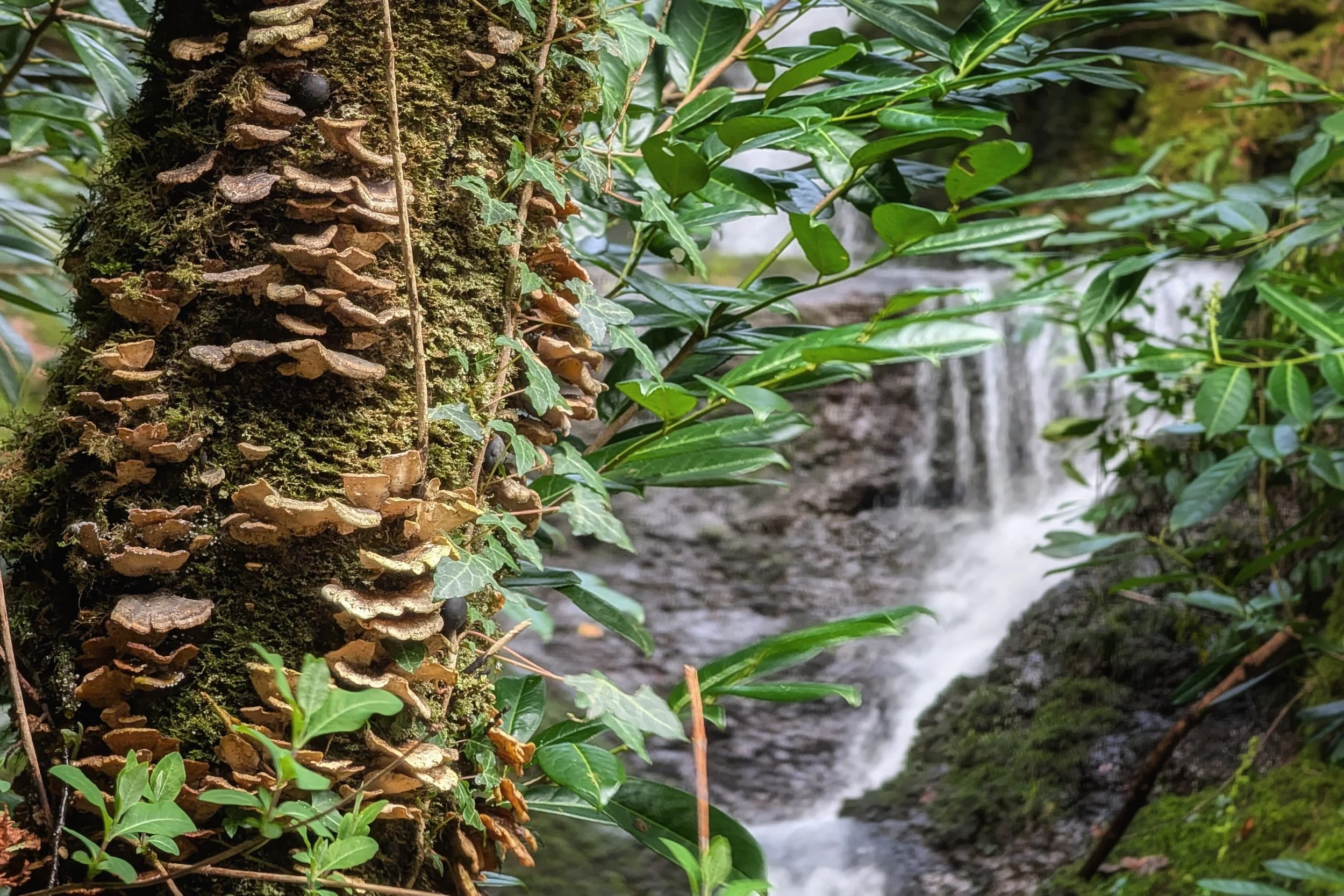 Fungi and Falls in Wexford