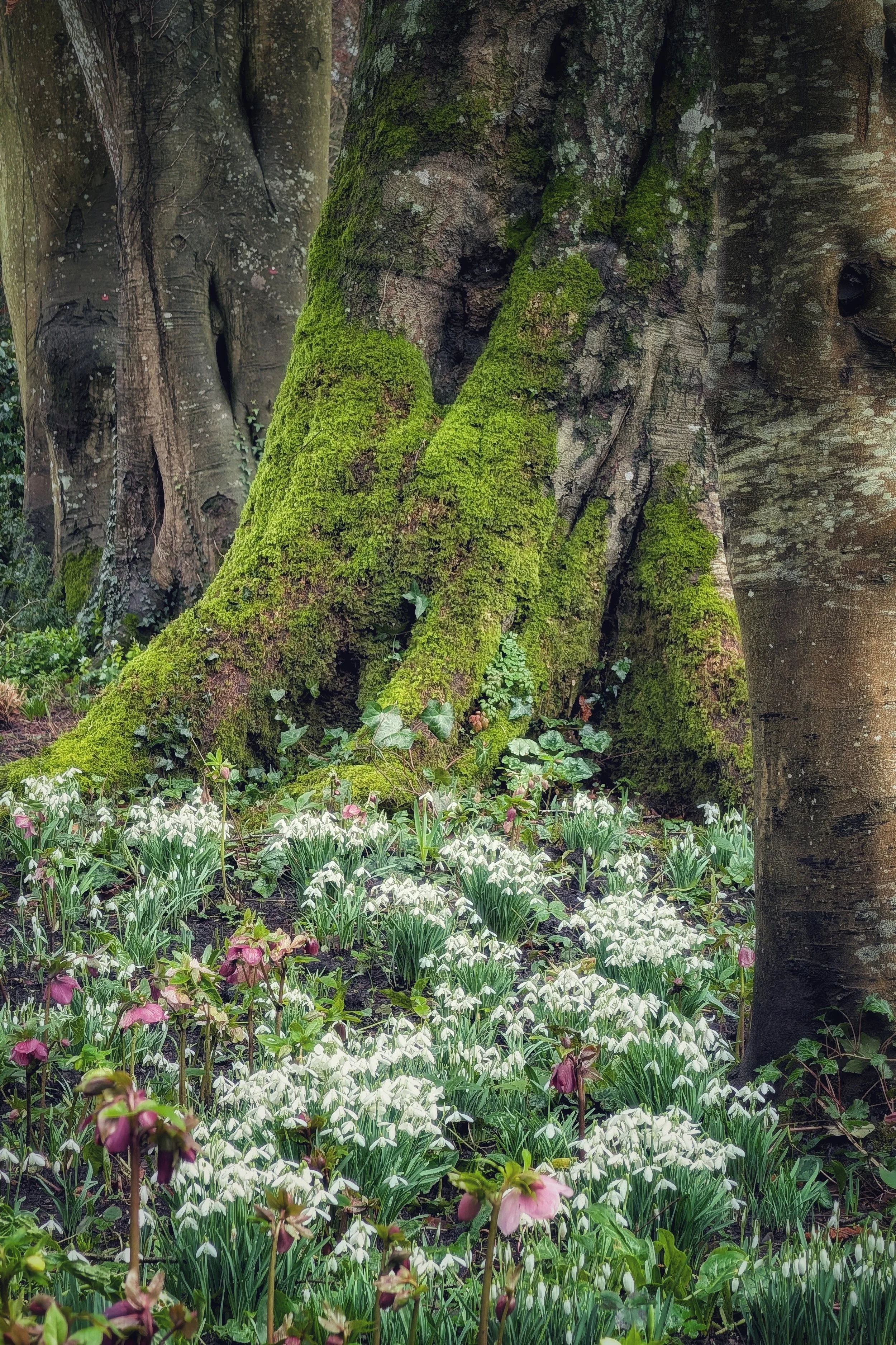 Altamont’s Carpet of White