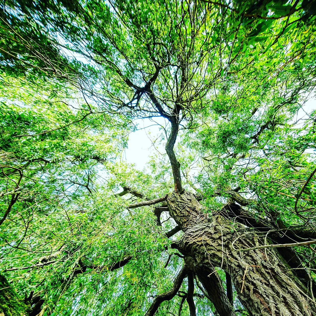 1-1, Mindful walking, 