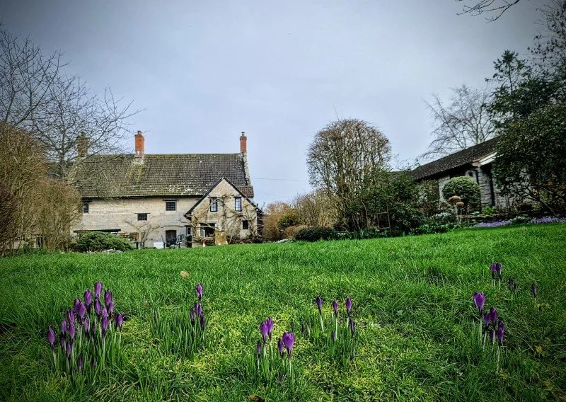 A rural scene with a grassy field and blooming purple flowers in the foreground, old stone houses with chimneys, trees, and shrubs in the background under a cloudy sky.