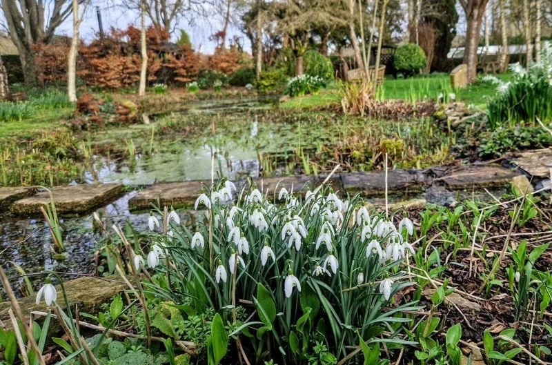 A garden pond with snowdrops blooming in the foreground, surrounded by various plants, trees, and a stone pathway.