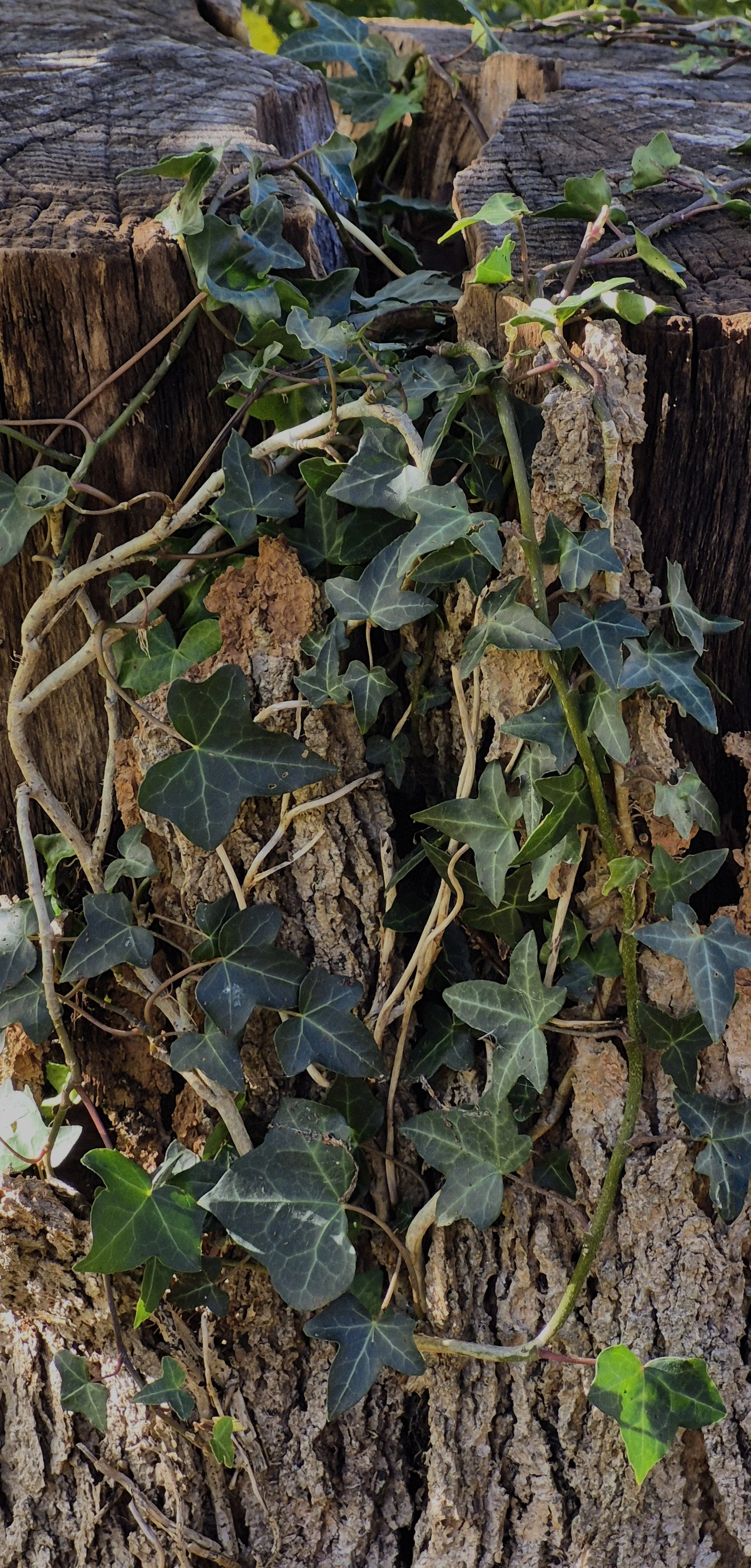 Close-up of tree bark covered with green ivy leaves and twining vines.