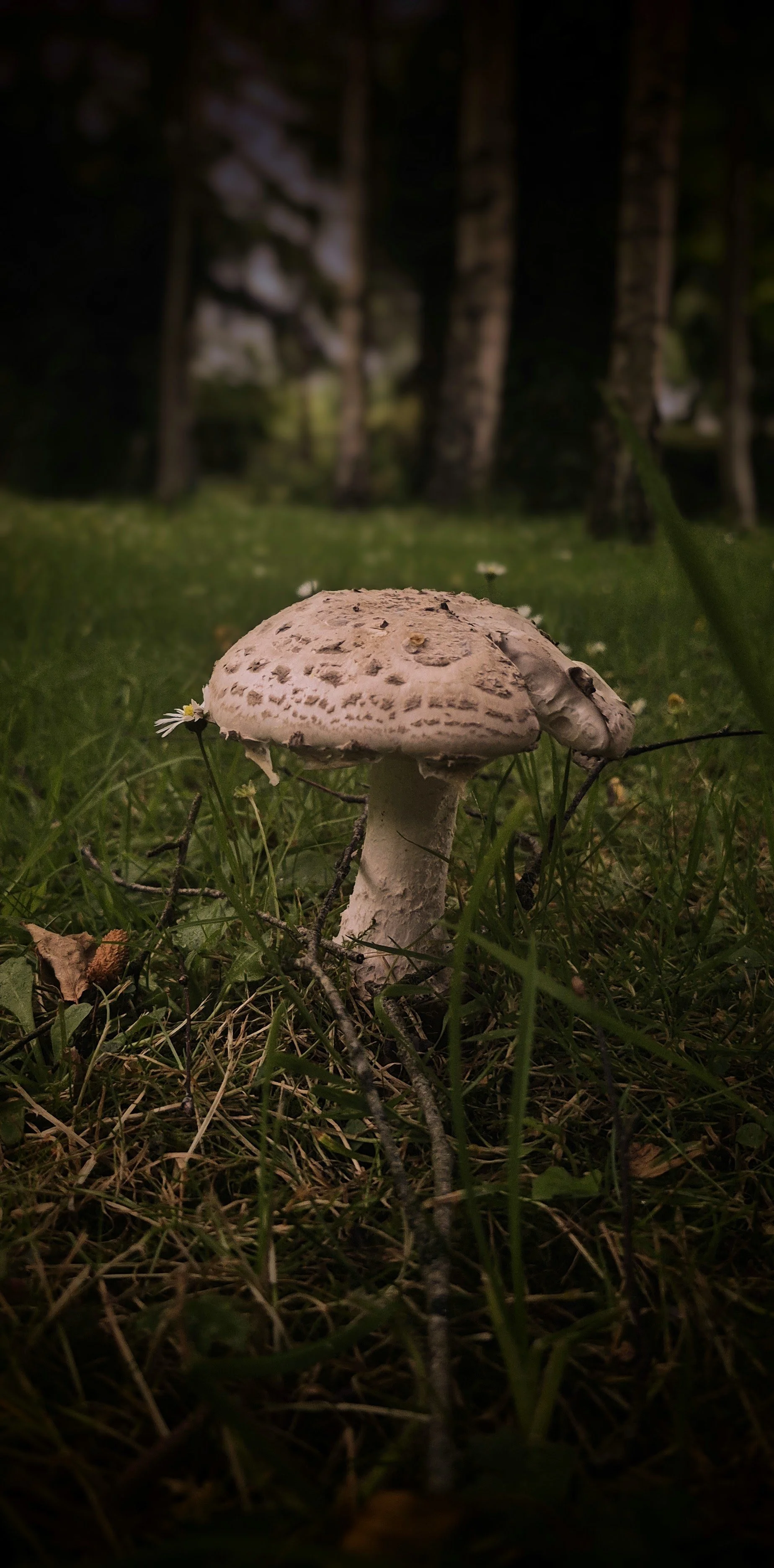 Close-up of a white mushroom with brown spots growing on green grass in a forest with trees in the background.
