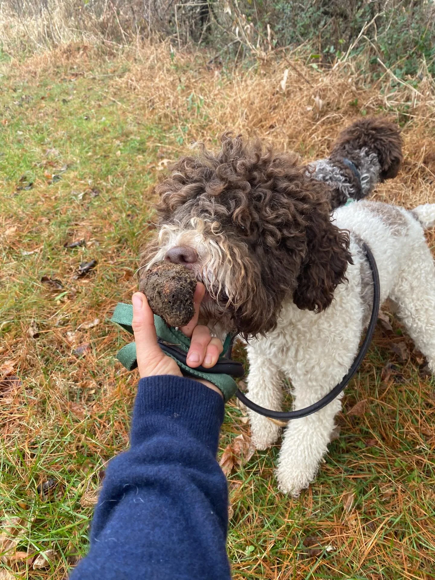 A truffle shaped hole is still in all of our hearts from losing Eva earlier this year, but the Blue Ridge truffle season is here regardless ~
Massi Rosie and Dolce are working hard and we are taking orders for the upcoming weeks, shipping on Dec 15th