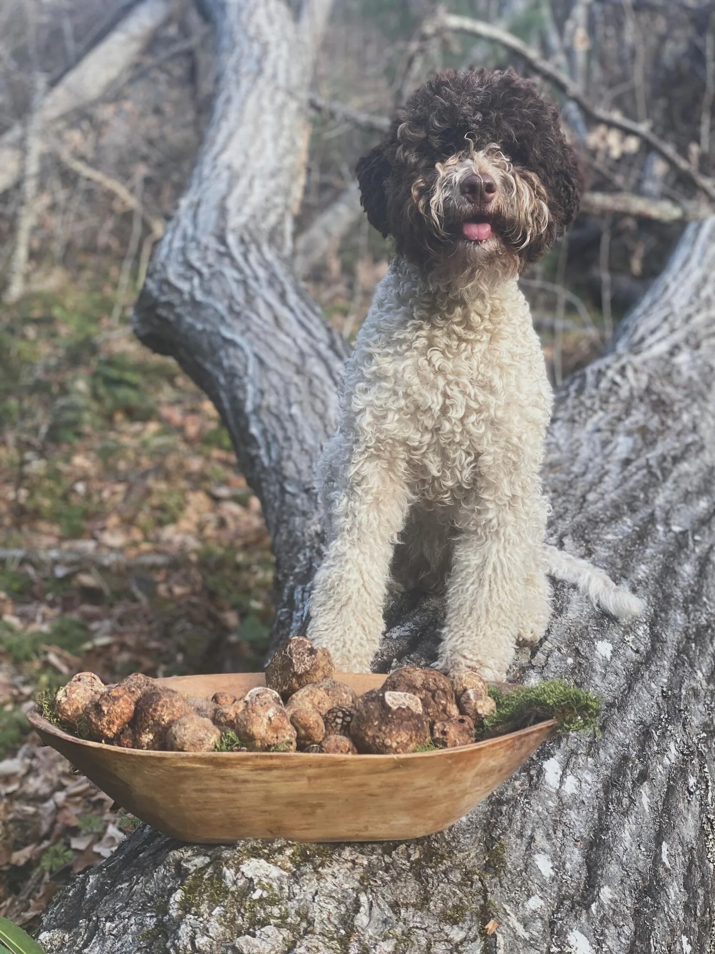 Last blue ridge truffles of the season came a little later this year! Shipping delivering today / tomorrow / thurs for any Valentine&rsquo;s Day festivities &hearts;️🥰&hearts;️
#valentines #lagottoromagnolo #blueridgetruffles #nativetruffles #localf