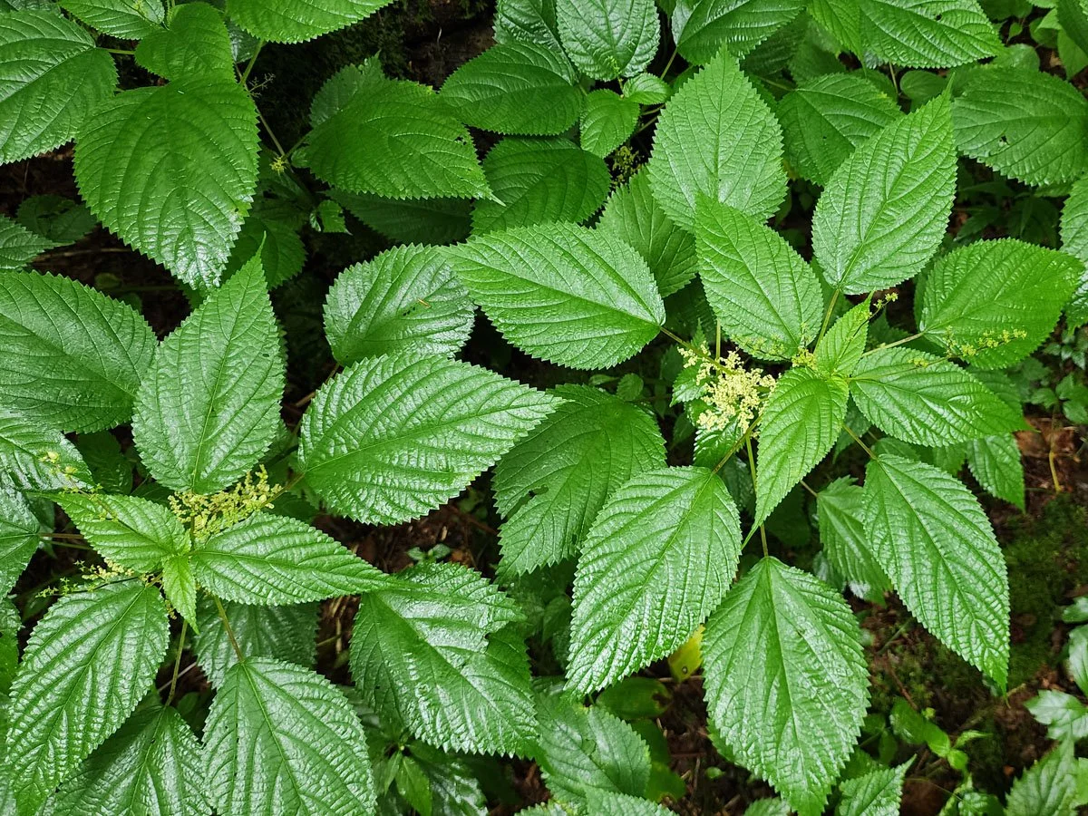 wood-nettle-laportea-canadensis-.jpg