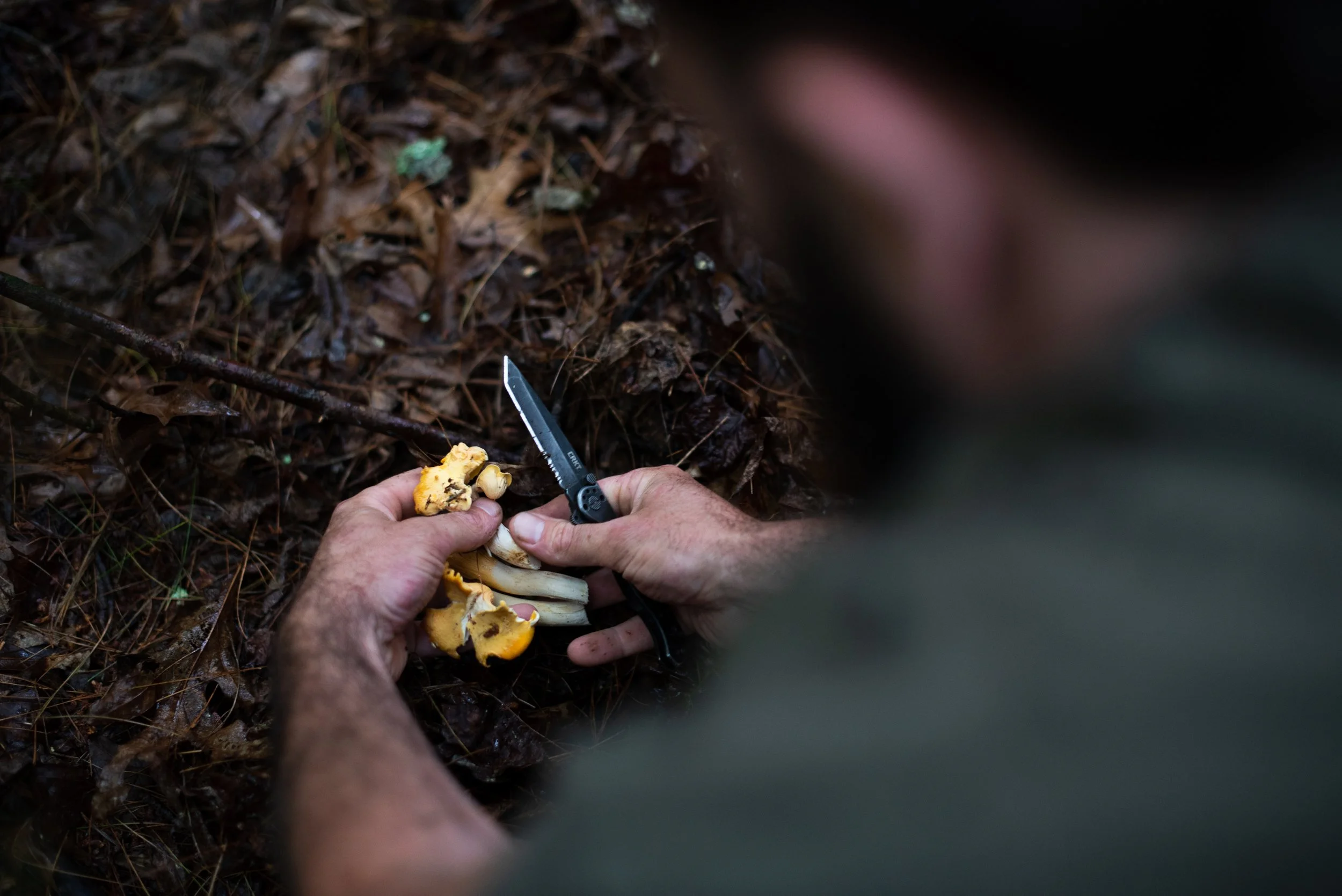 Person holding wild mushrooms and a small folding knife, gathering fungi in a forest with a ground covered in pine needles and leaves.