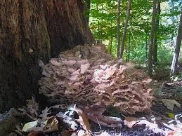 maitake.jpeg