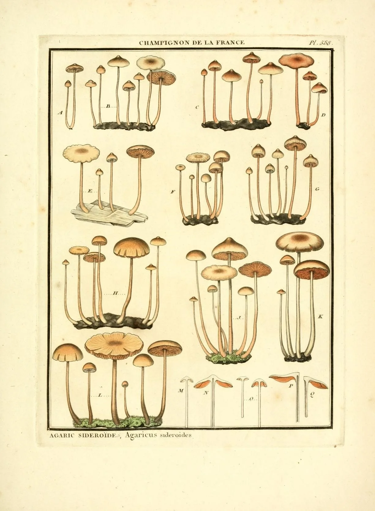 A vintage botanical illustration of different types of mushrooms labeled as 'Champignon de la France,' showing various shapes and sizes of agaric sideroides fungi with some detailed parts at the bottom.