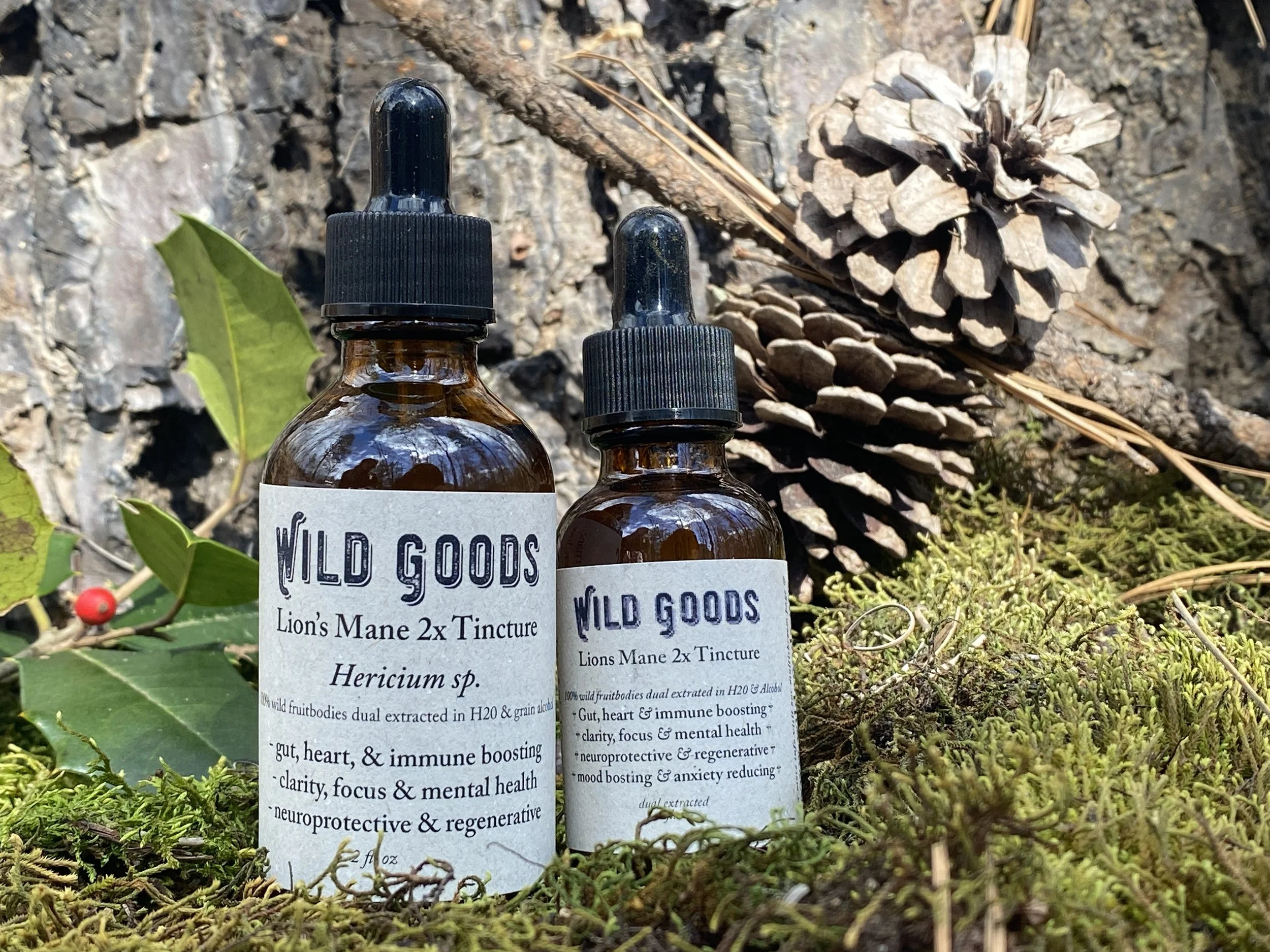 Wild Lion's Mane Tincture