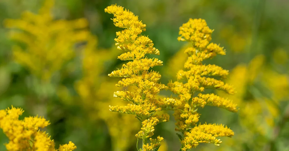 goldenrod-monograph-holisticwow.webp