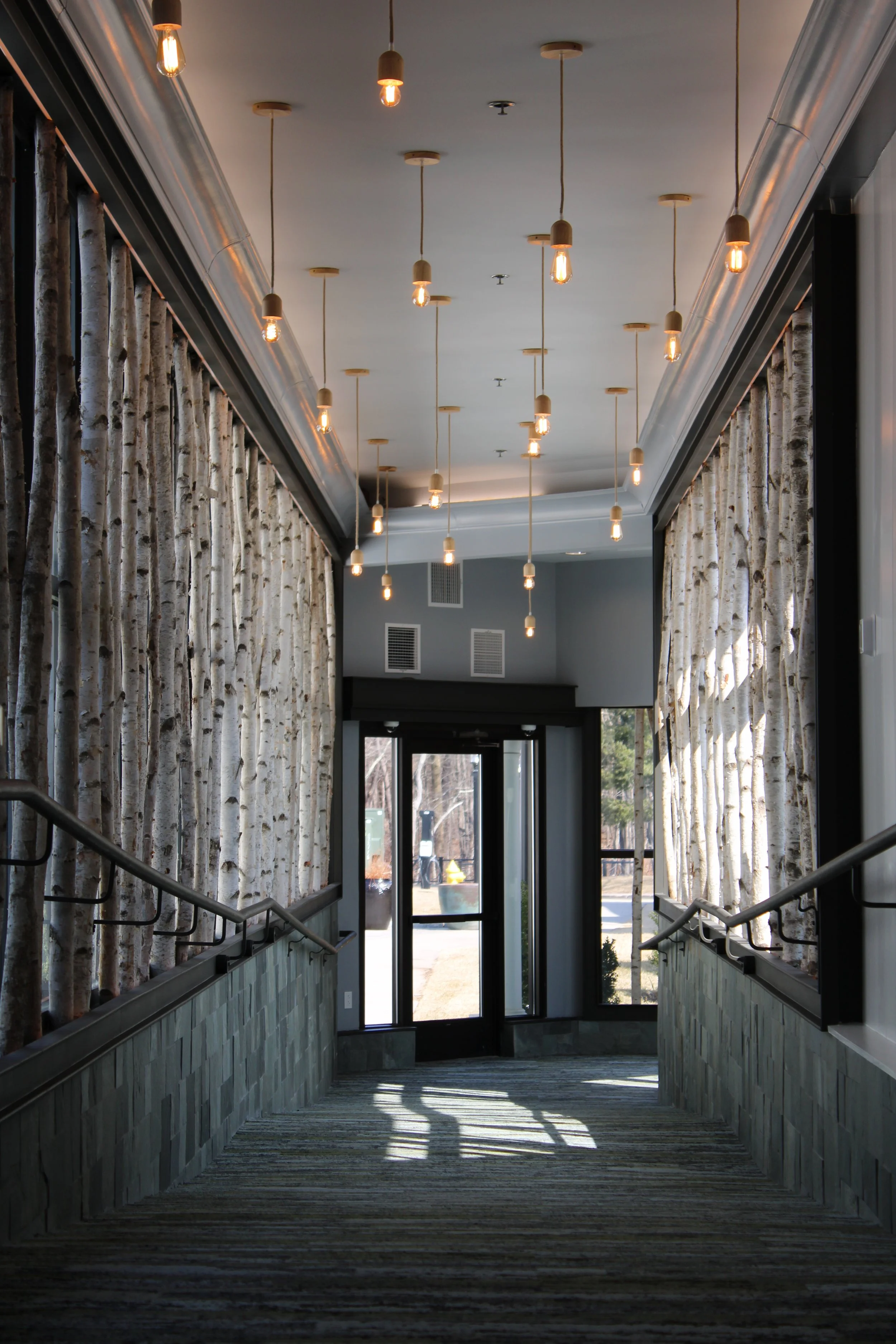 Indoor hallway featuring a ceiling with hanging Edison-style light bulbs, birch tree wall panels, glass front door, and window with sunlight casting shadows on the carpeted floor.