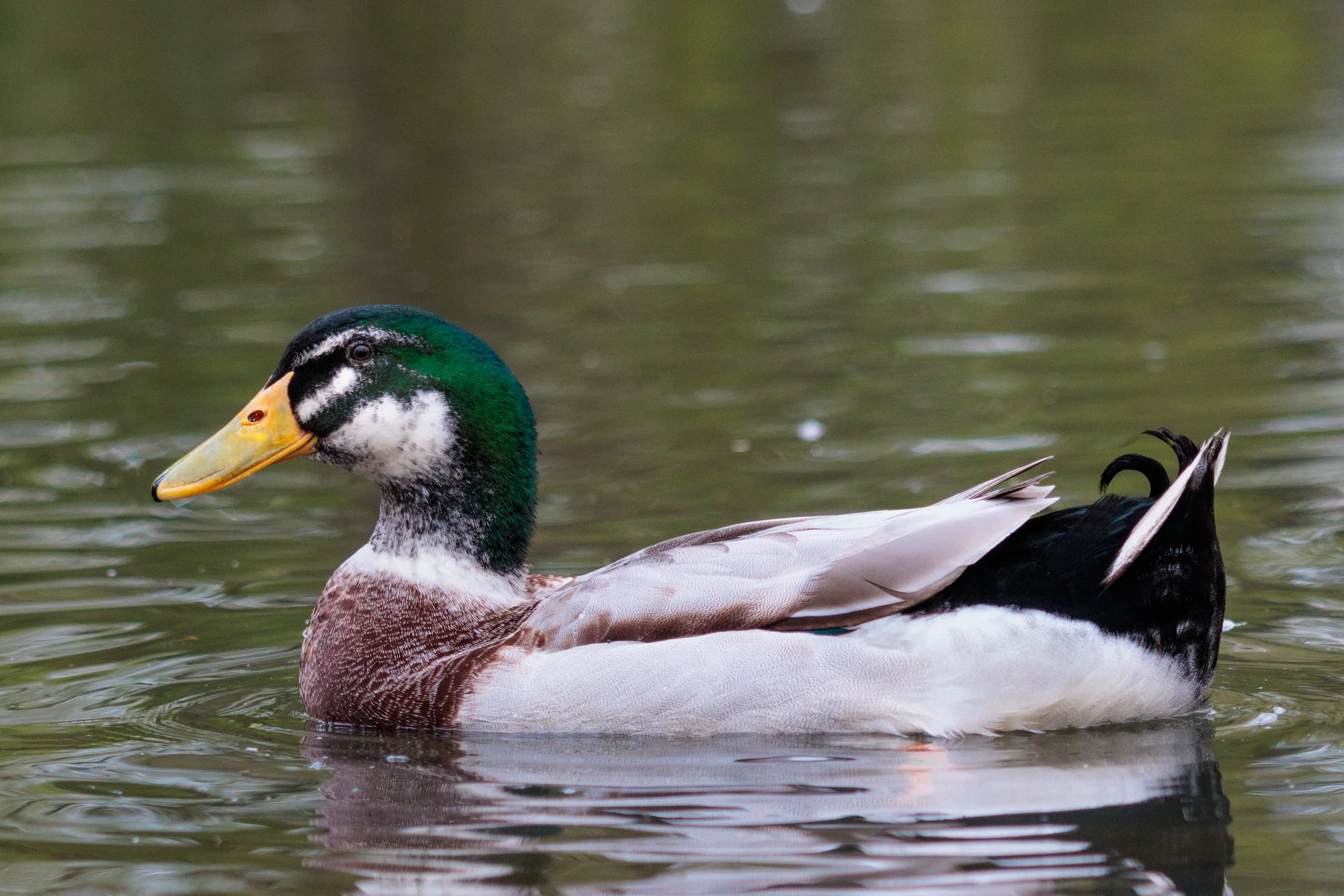 Photo Credit: James Conibear (April 2026)