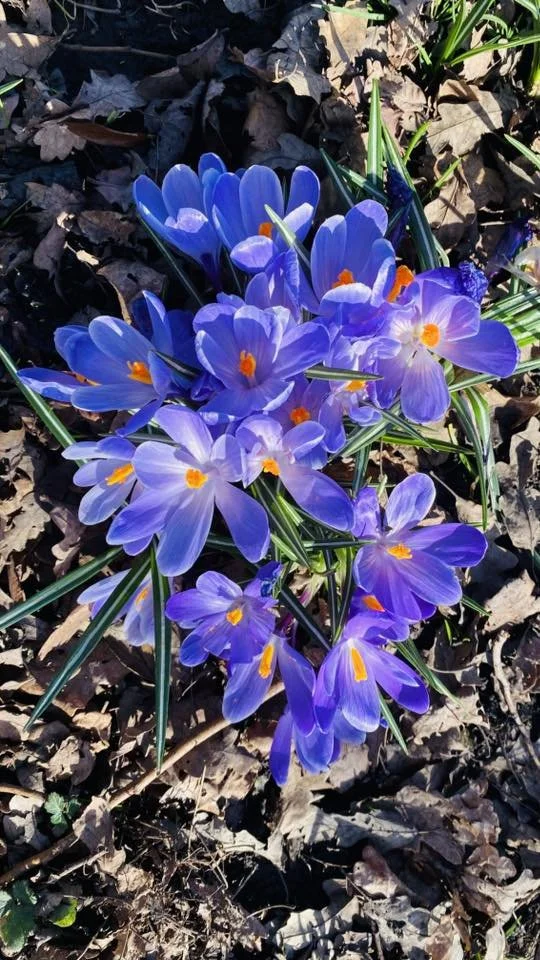 Photo Credit: Robin McMorran (March 2026)