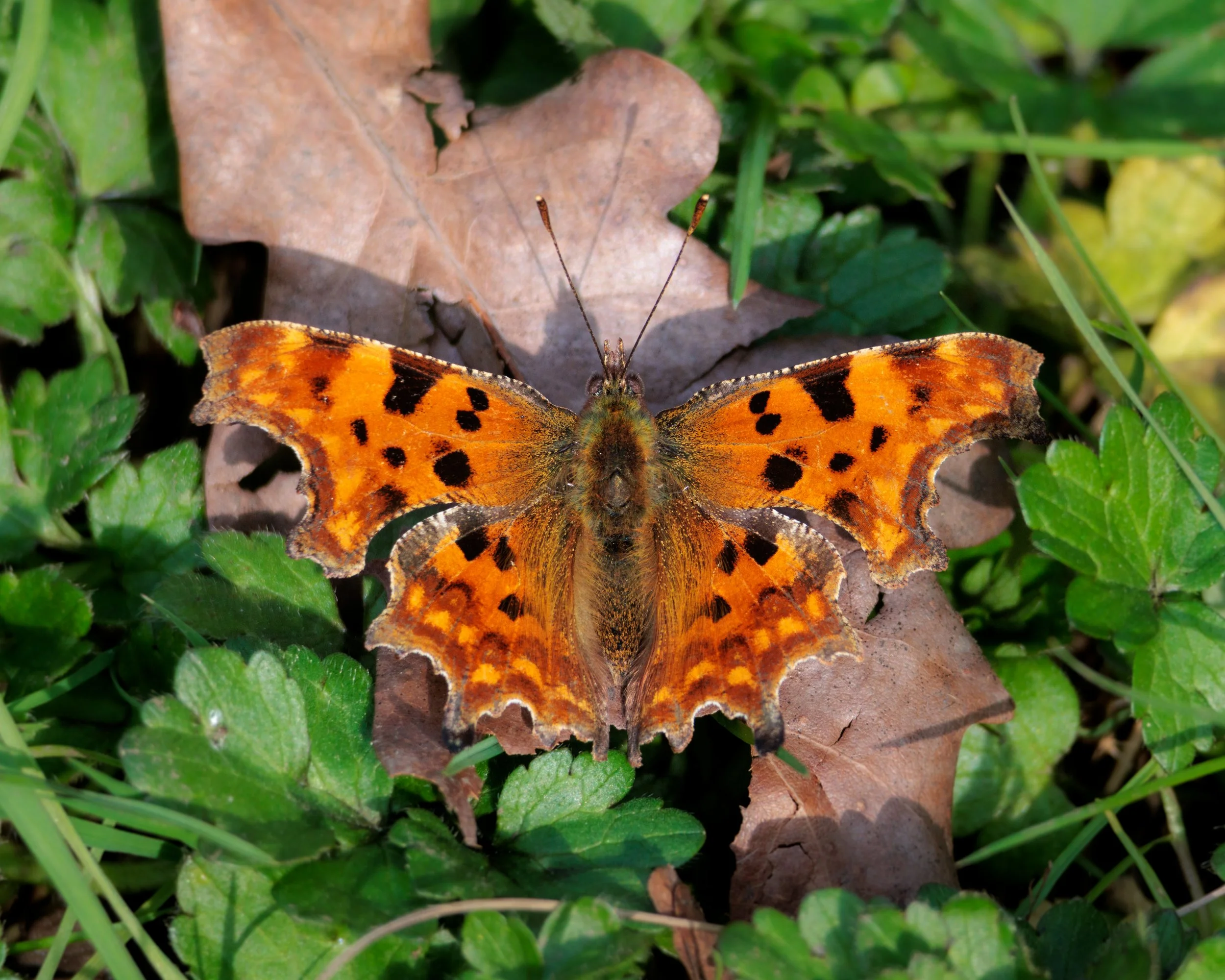 Photo Credit: James Conibear (March 2026)