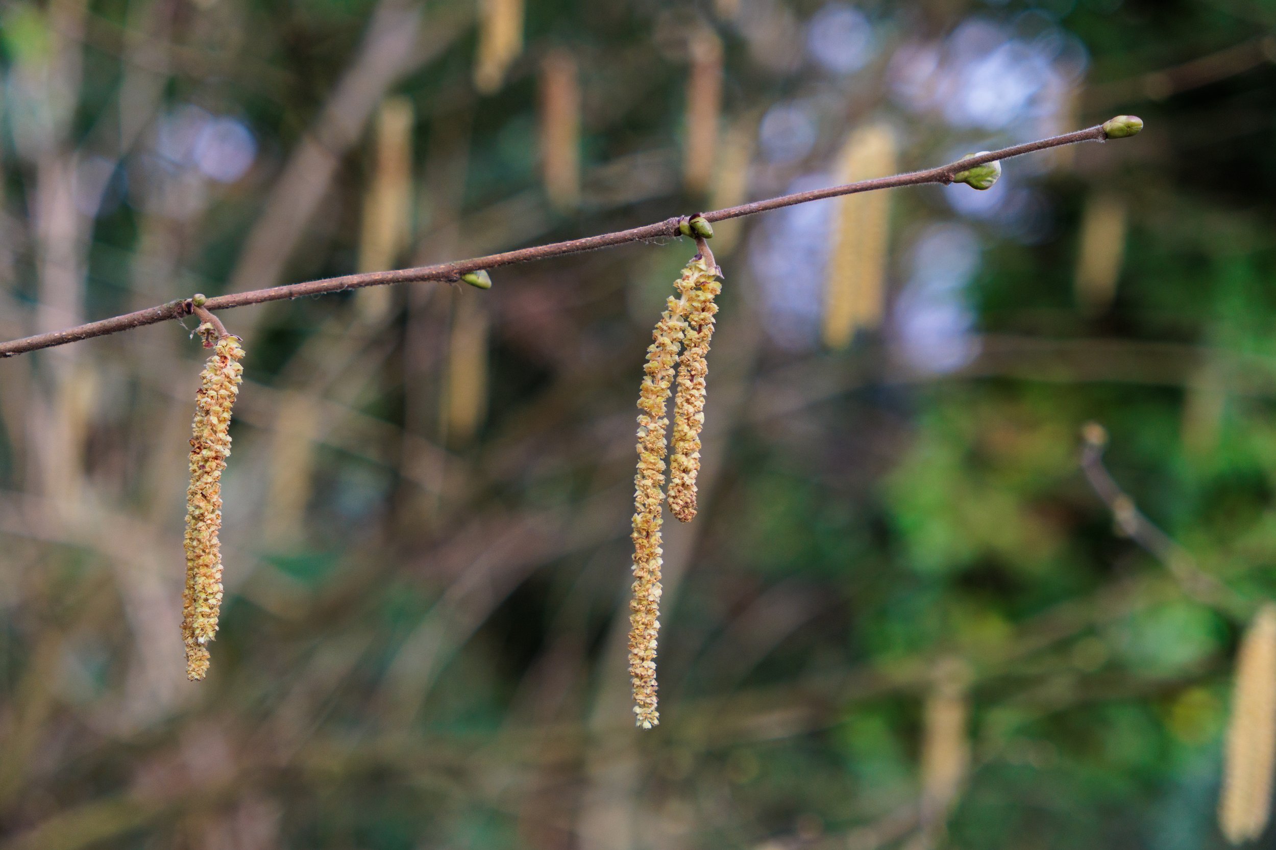 Photo Credit: James Conibear (February 2026)