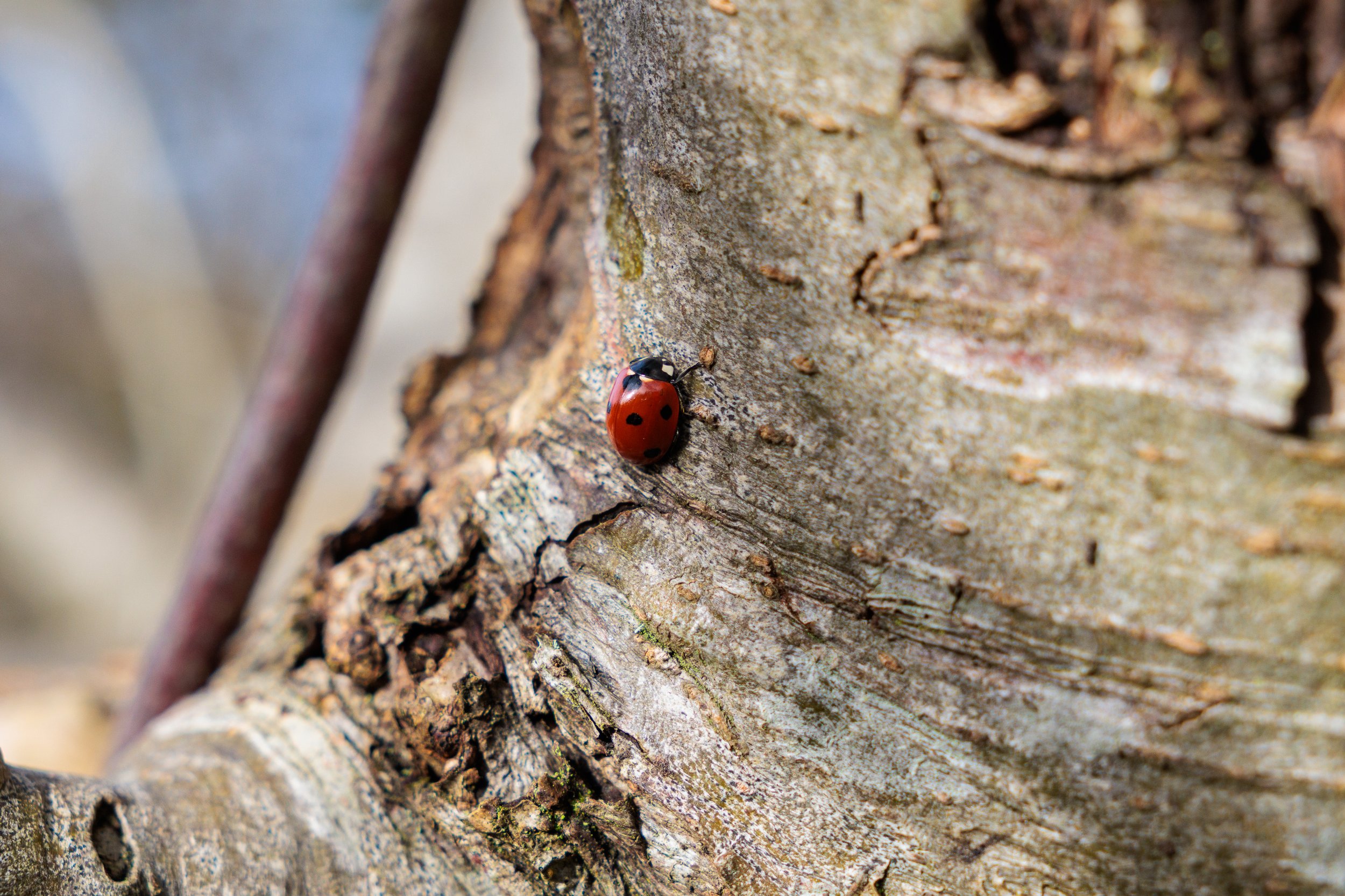 Photo Credit: James Conibear (February 2026)