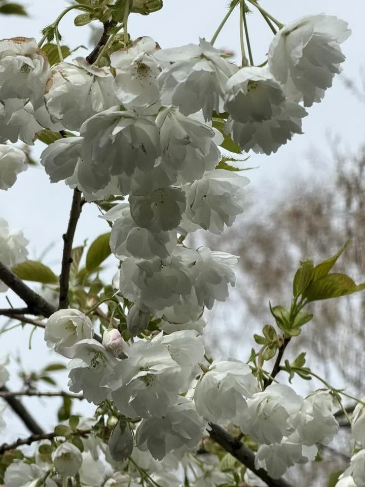 Photo credit: Amanda Clarke