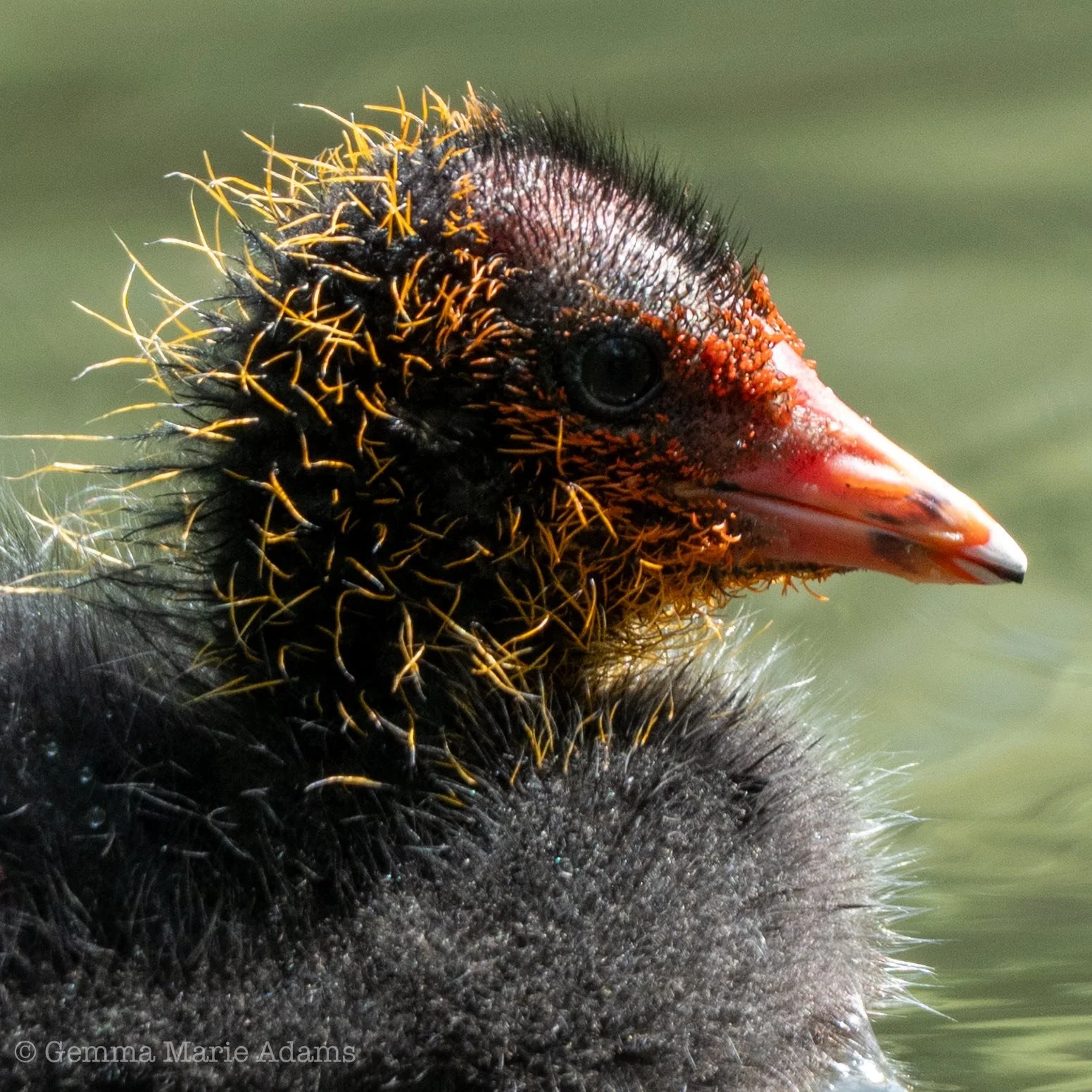 Photo Credit: Gemma Adams (May 2026)