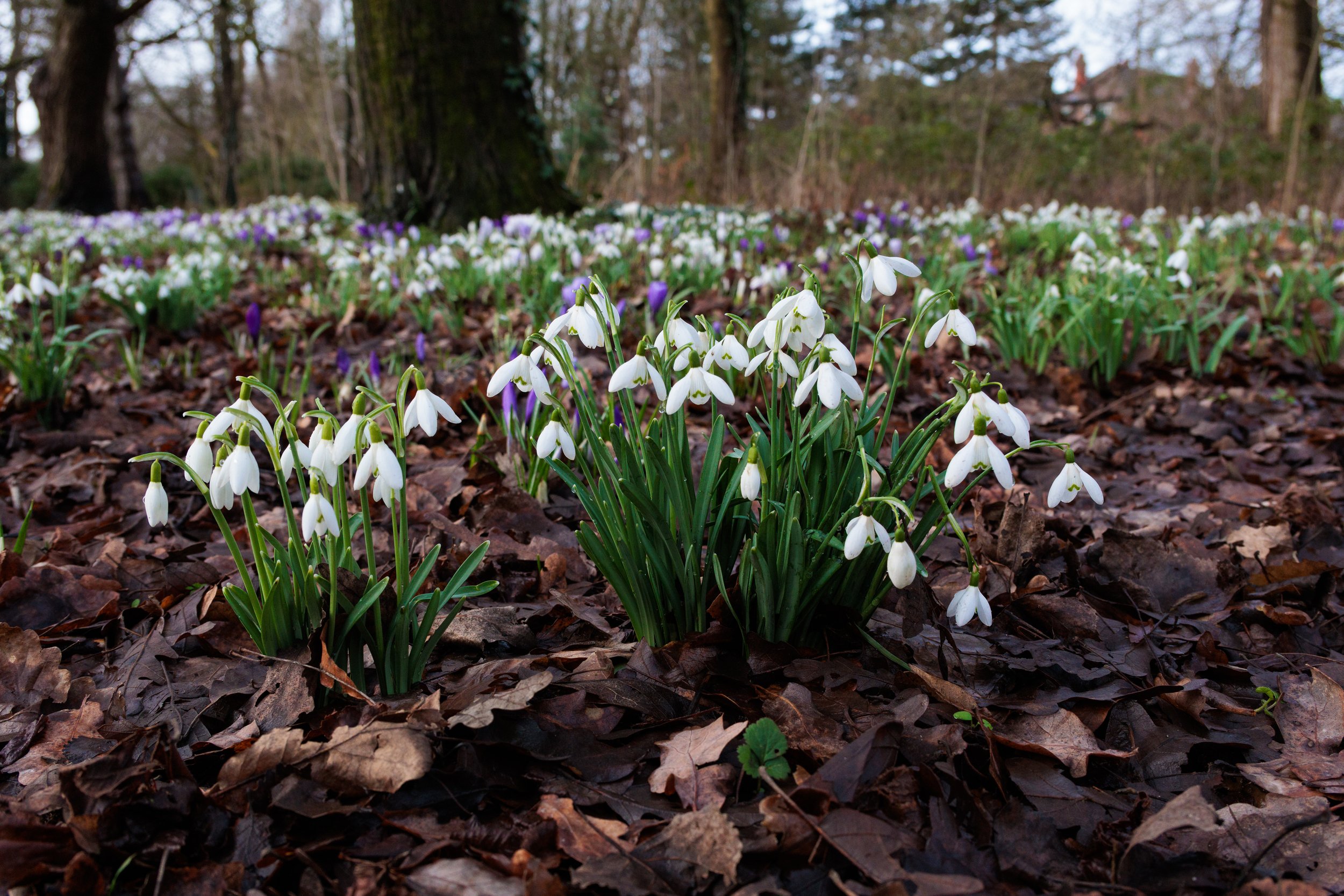 Photo Credit: James Conibear (February 2026)