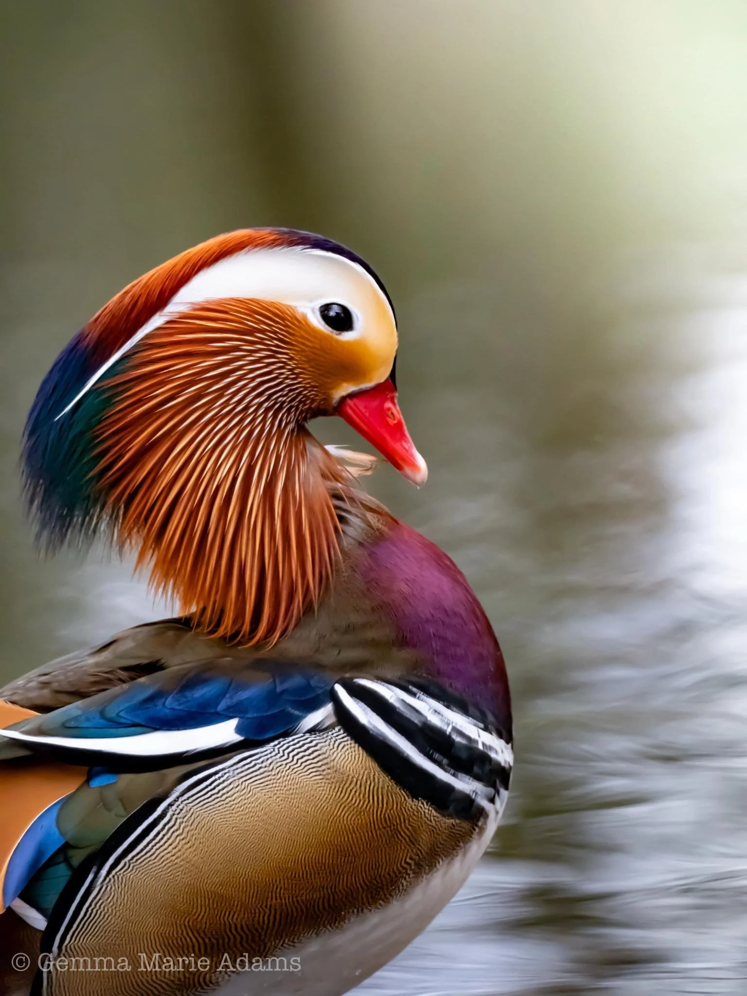 Photo Credit: Gemma Adams (February 2026)