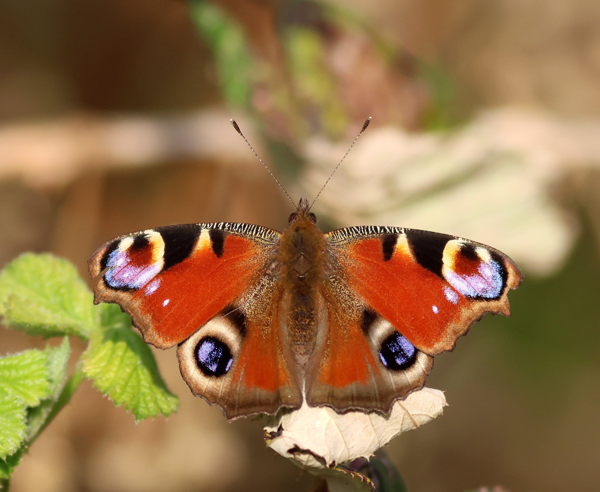 Photo Credit: Richard Baker (March 2026)