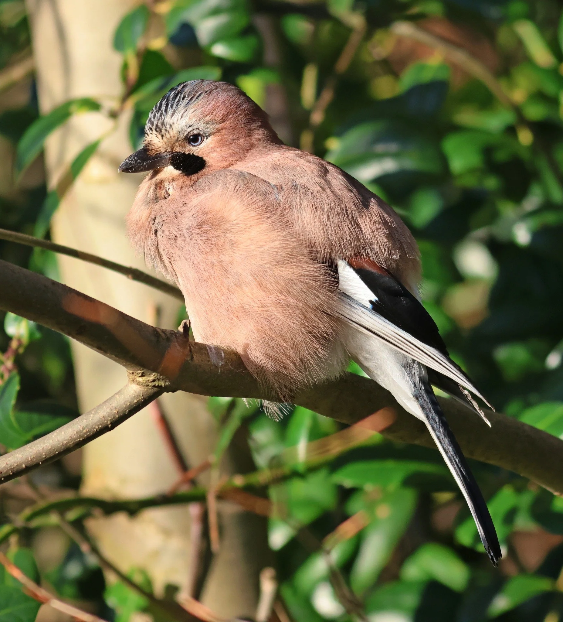 Photo Credit: Richard Baker (January 2026)