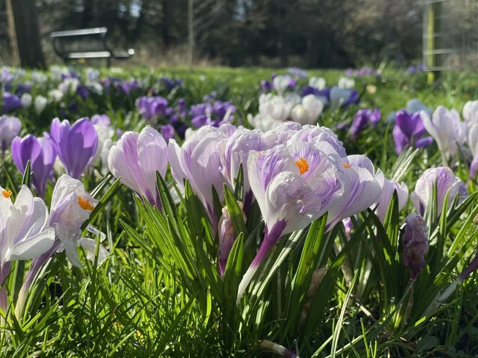 Photo Credit: Robin McMorran (March 2026)