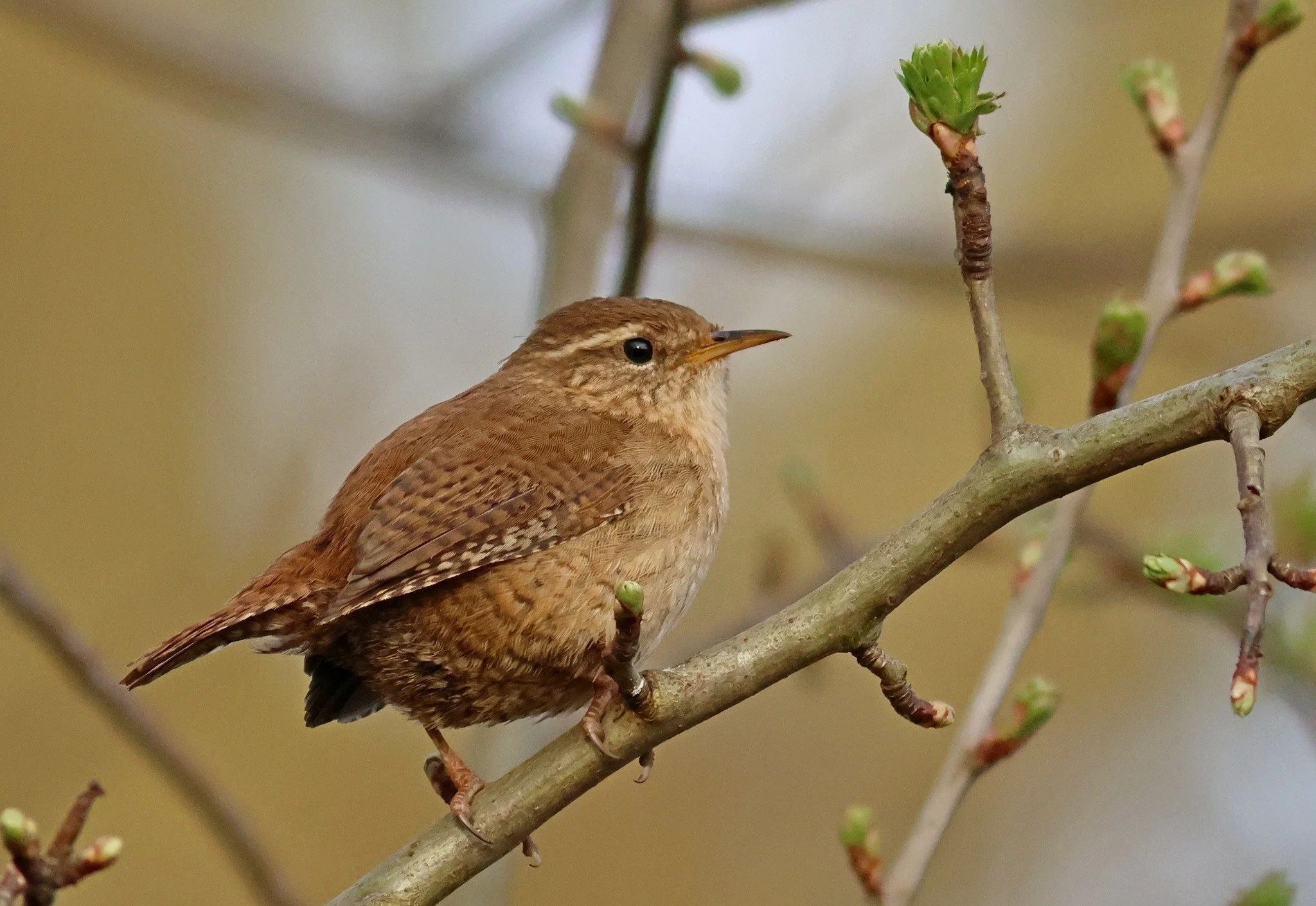 Photo Credit: Richard Baker (March 2026)