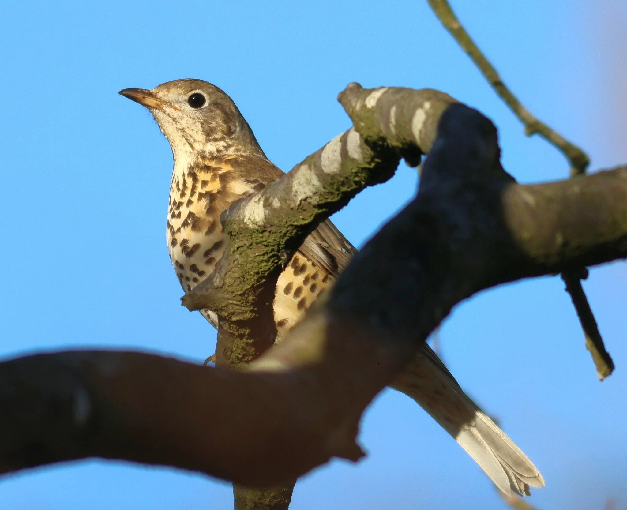 Photo Credit: Richard Baker (January 2026)