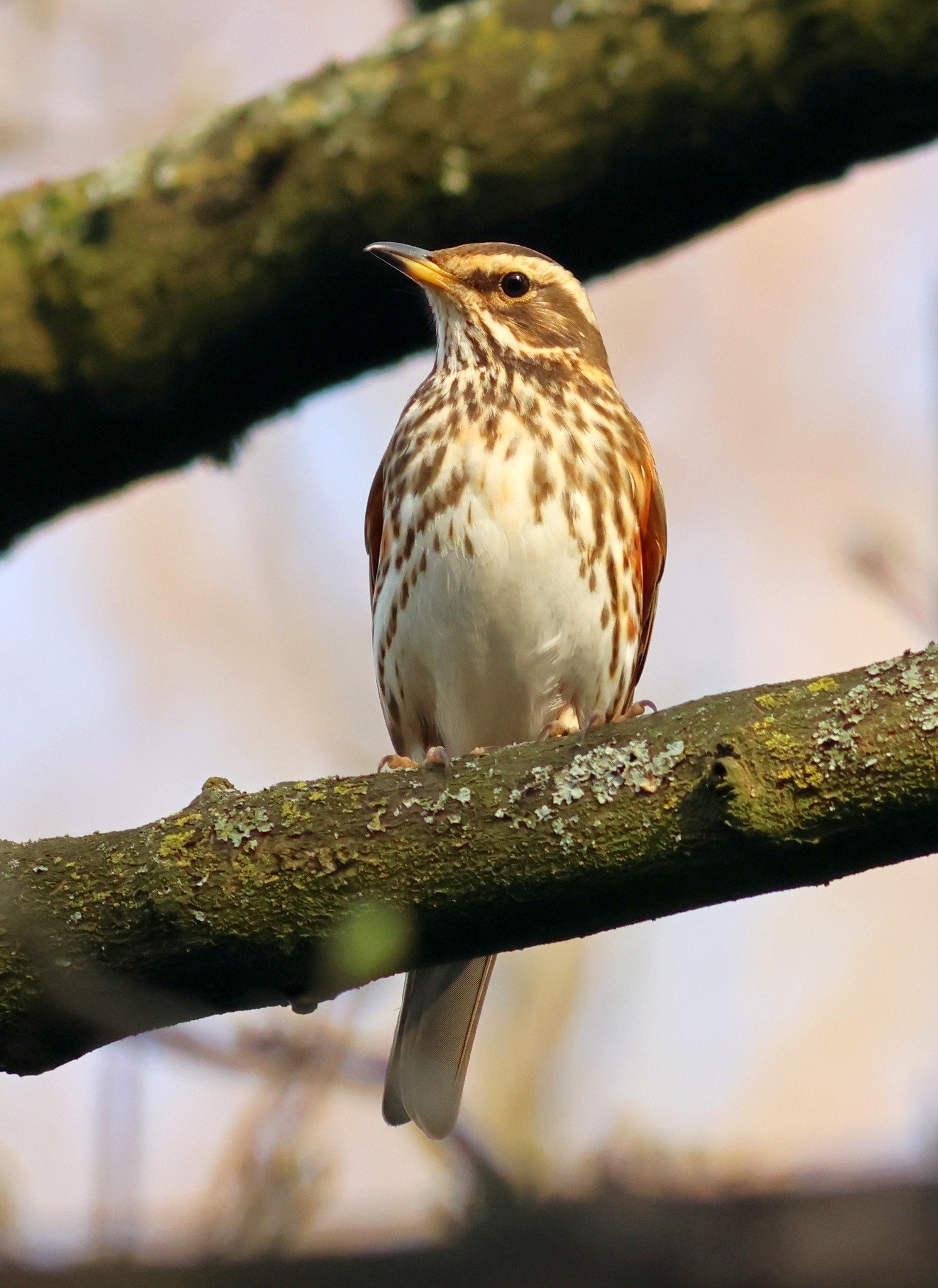 Photo Credit: Richard Baker (March 2026)