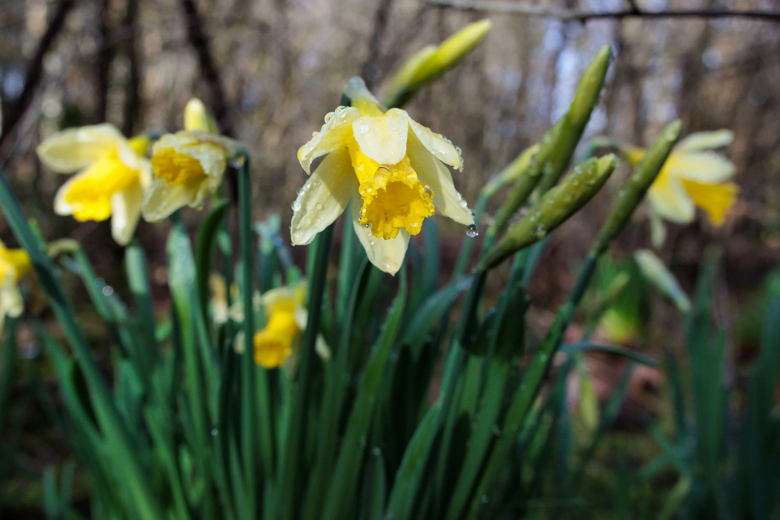 Photo Credit: James Conibear (February 2026)