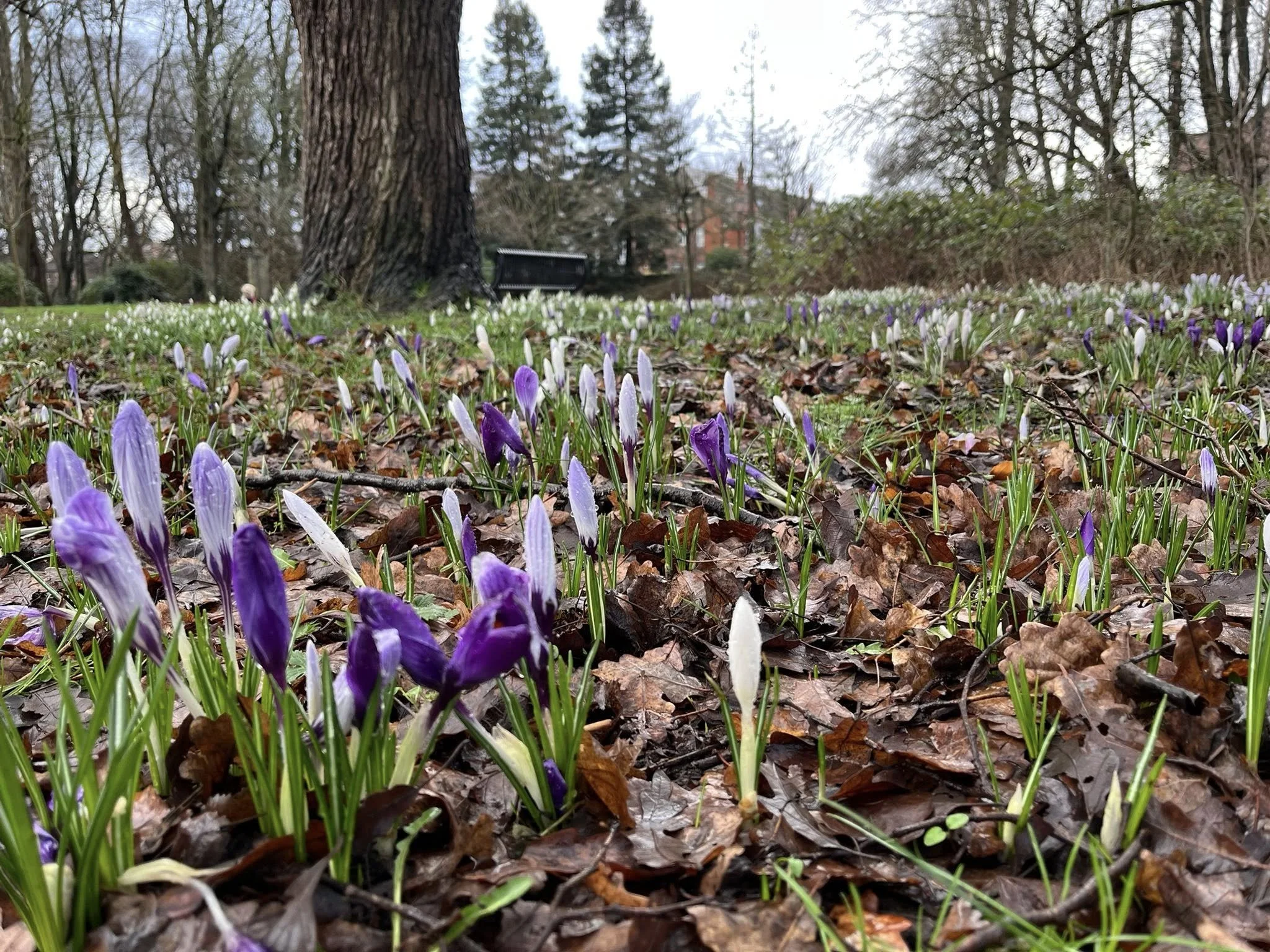 Photo Credit: Laurence Inwood (February 2026)