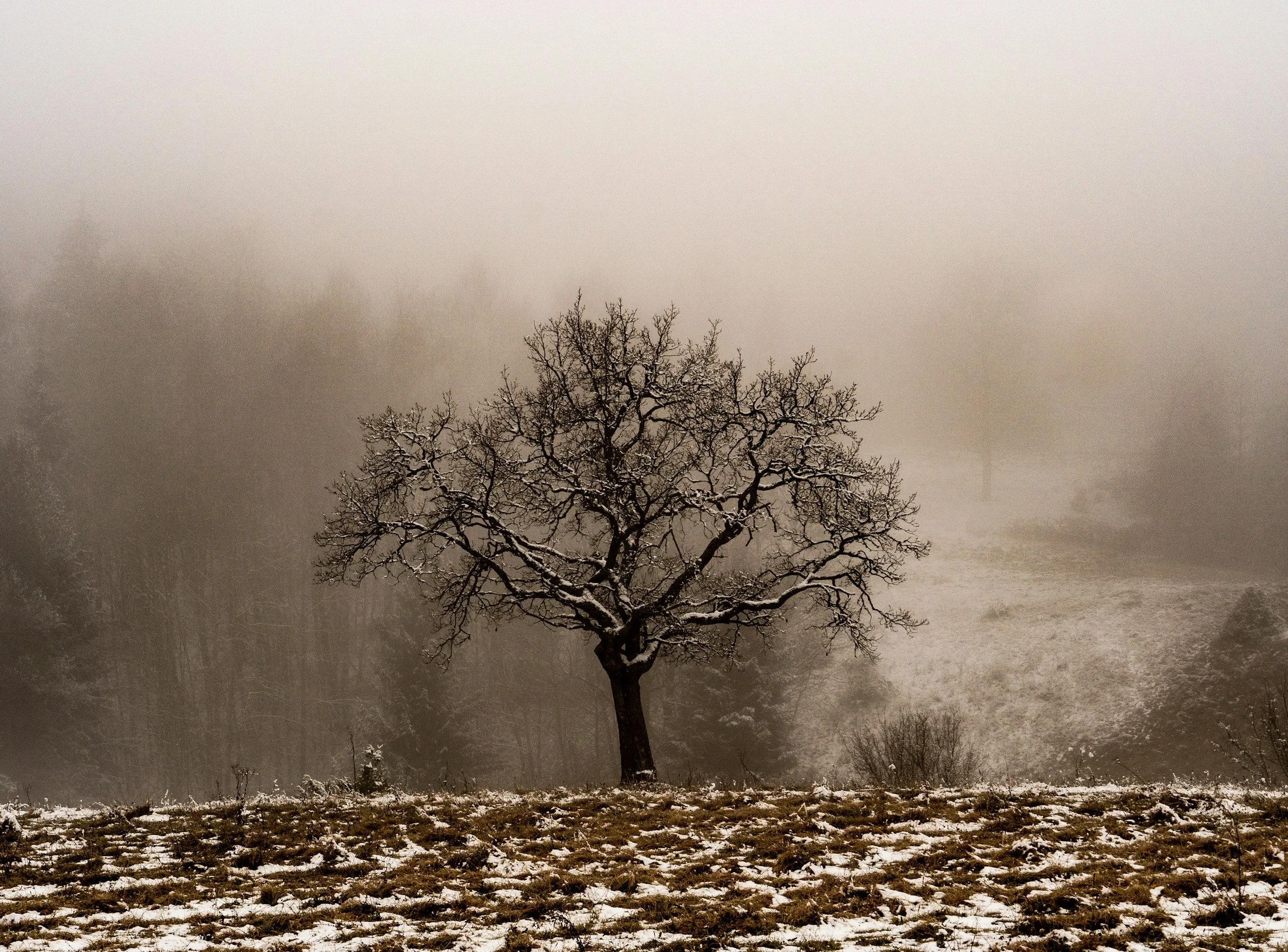 The Oak Tree Project grows Highland Perthshire oaks to preserve them for centuries. We carefully collect acorns each season and raise healthy saplings available for sale. These oaks support birds, squirrels and vital pollinators, providing habitat an