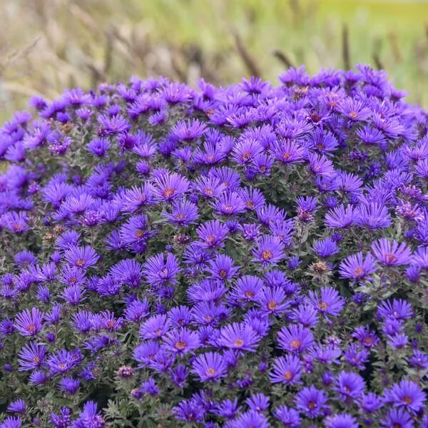Grape Crush (Aster novae-angliae)