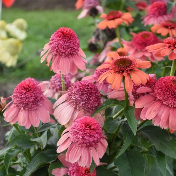 Rainbow Sherbert (Echinacea)