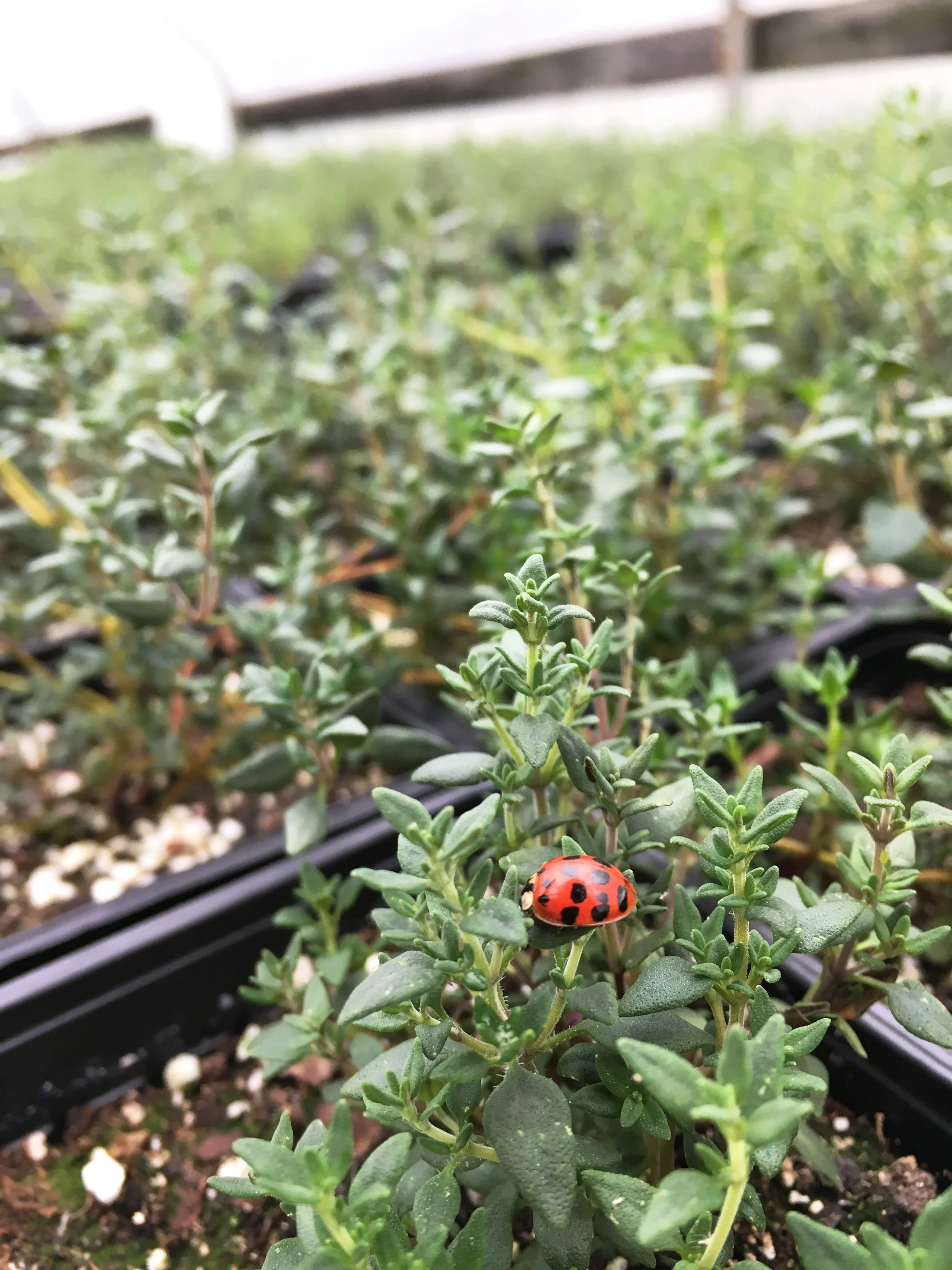 A red and black ladybug rests on a small start of Thyme herb, surrounded by trays of potted herbs in a greenhouse.