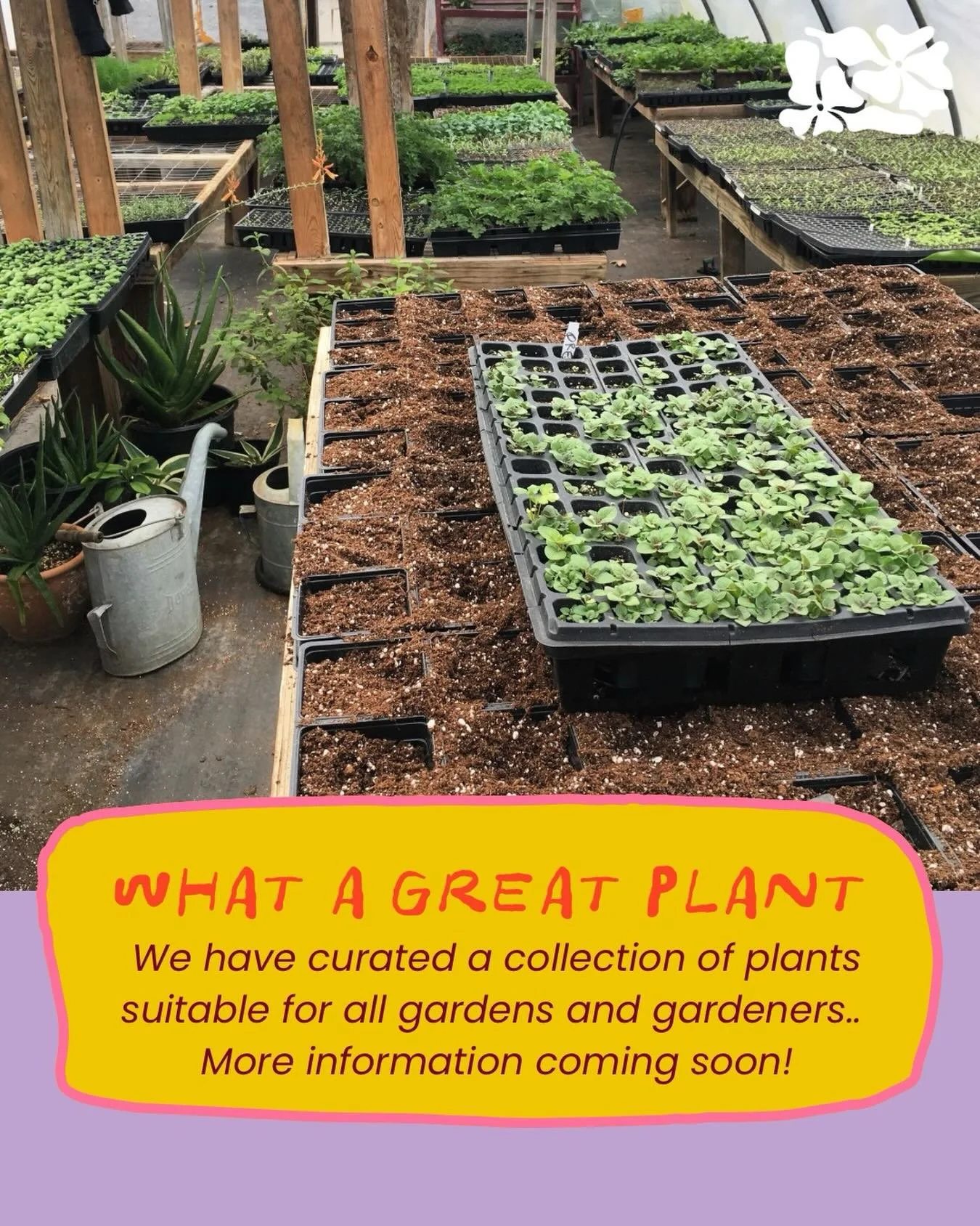 Stick around and meet our plant friends! Website coming soon! 🌿