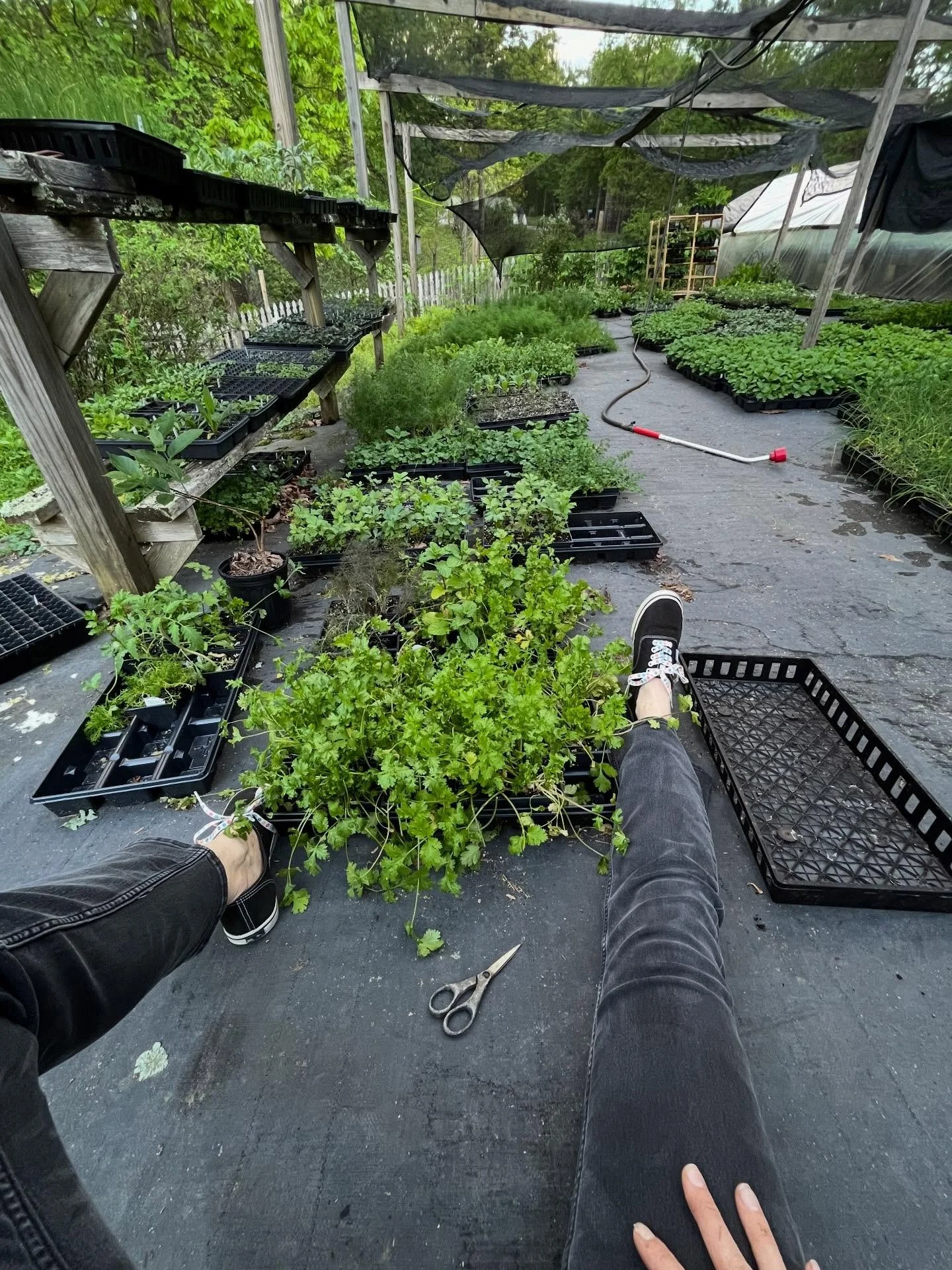 This week&rsquo;s work includes cleaning up cilantro plant babies - thinning and repurposing them - to become Little Free Greenhouse planting stock 🌿
&bull;
#gleaningproject 💚
