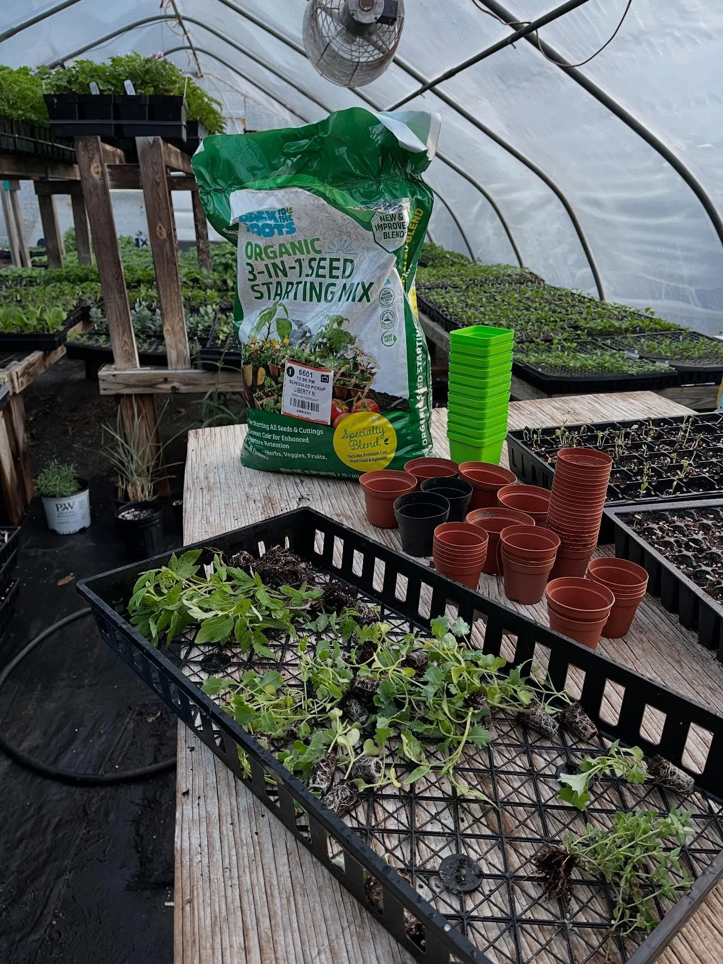 T-minus two weeks until our Little Free Greenhouse project launches, which means the evenings are for gleaning and planting! Today we planted kale that was bound for the compost pile, some mystery tomatoes, Roman chamomile, and one lil pot of thyme ?