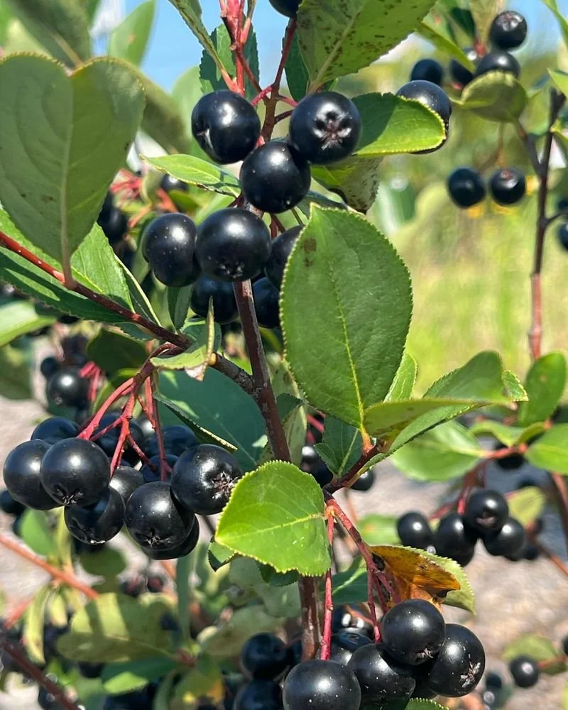 Black Chokeberry (Aronia melanocarpa)