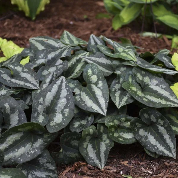 Chinese Wild Ginger (Asarum Splendens)