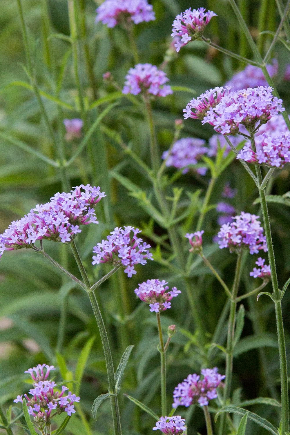 Lollipop (Verbena bonariensis)